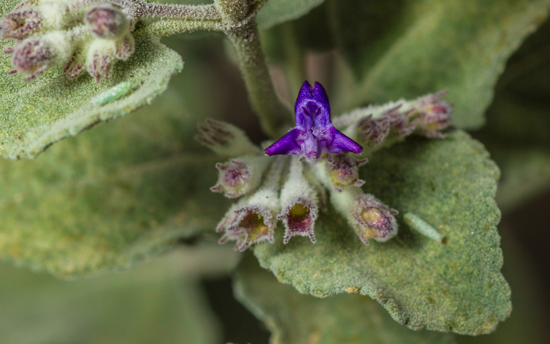 Desert Lavender (Hyptis emoryi)