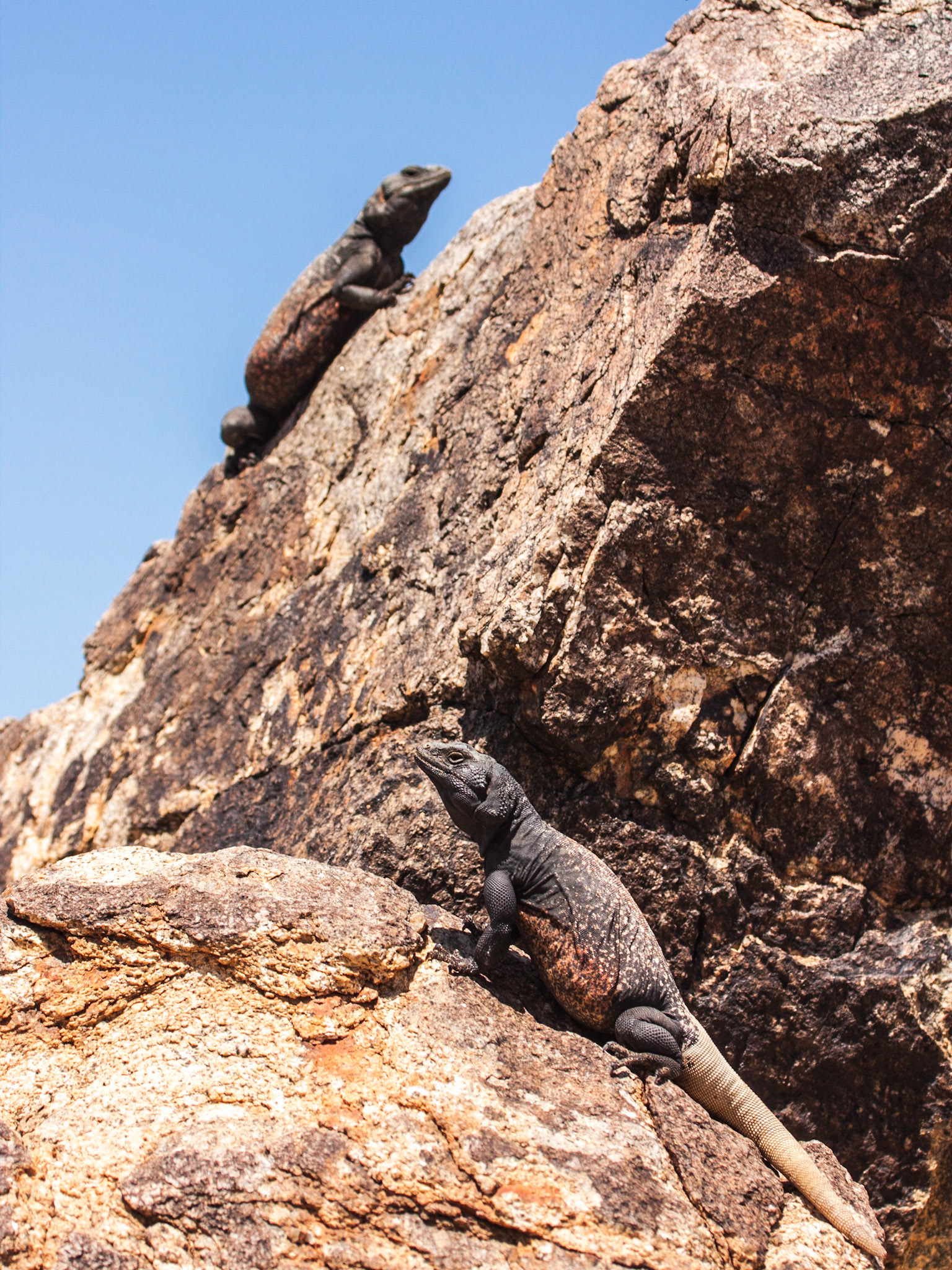 Common Chuckwalla (Sauromalus ater)