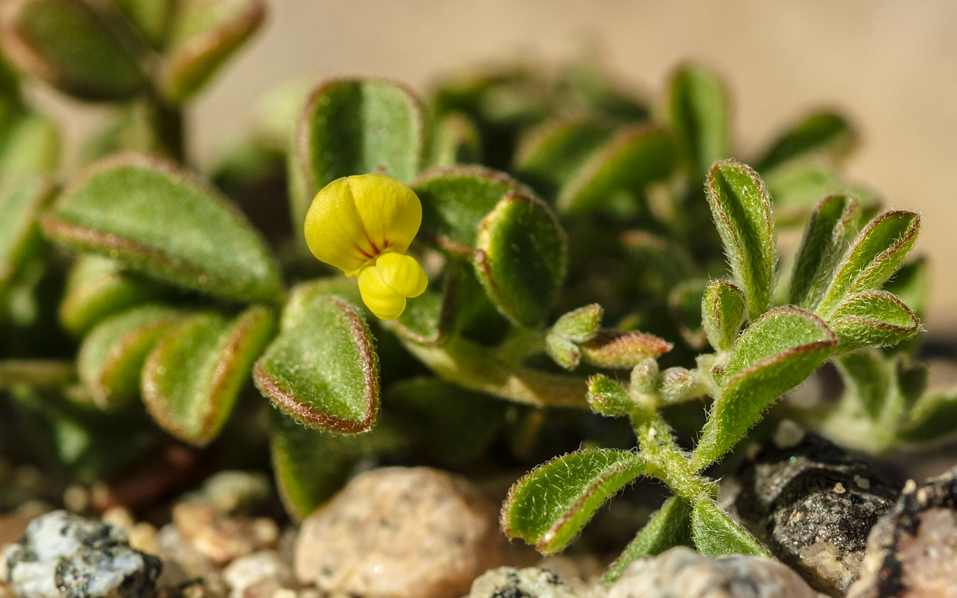 Bishop's Lotus (Acmispon strigosus)