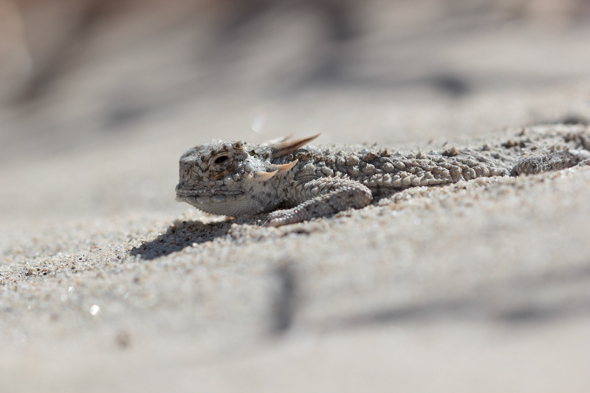 Flat-tail Horned Lizard (Phrynosoma mcallii)