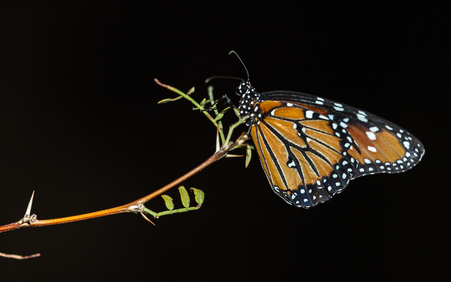 Danaus sp.