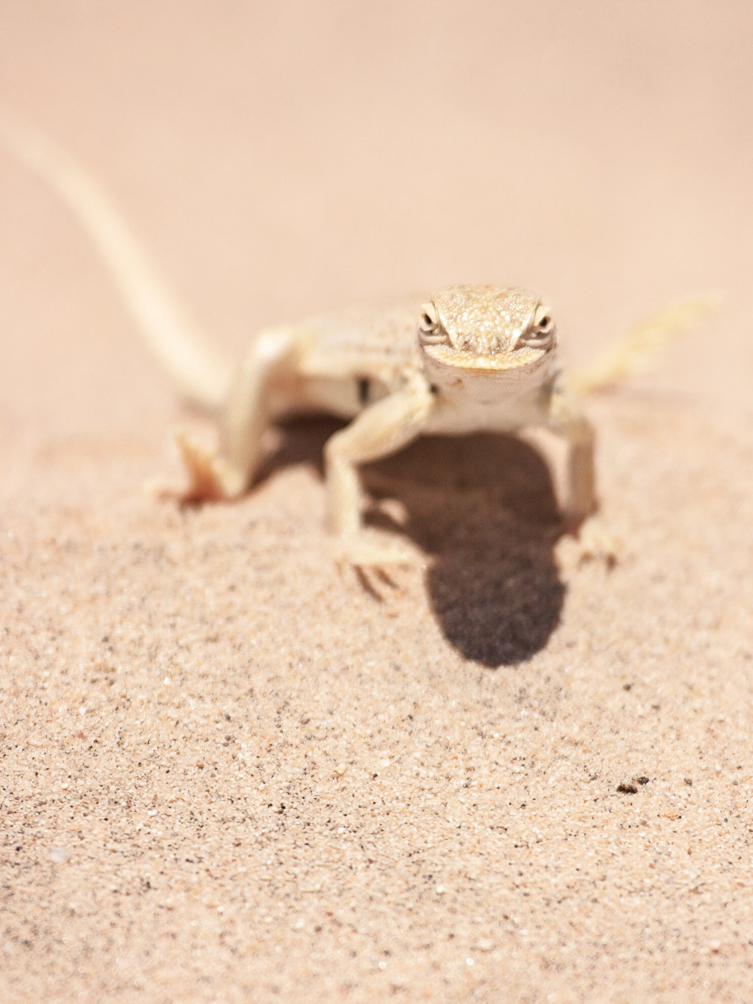 Mojave Fringe-toed Lizard (Uma scoparia)