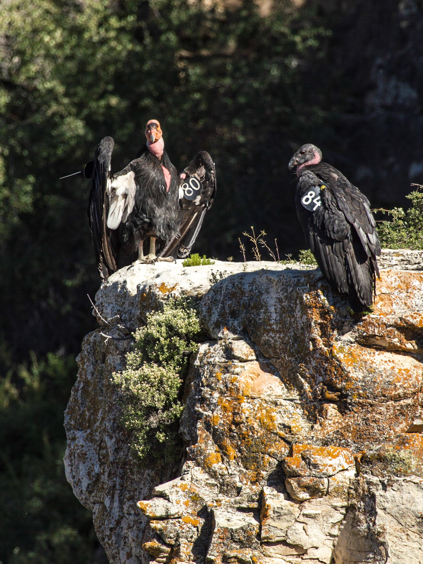 California Condor (Gymnogyps californianus)