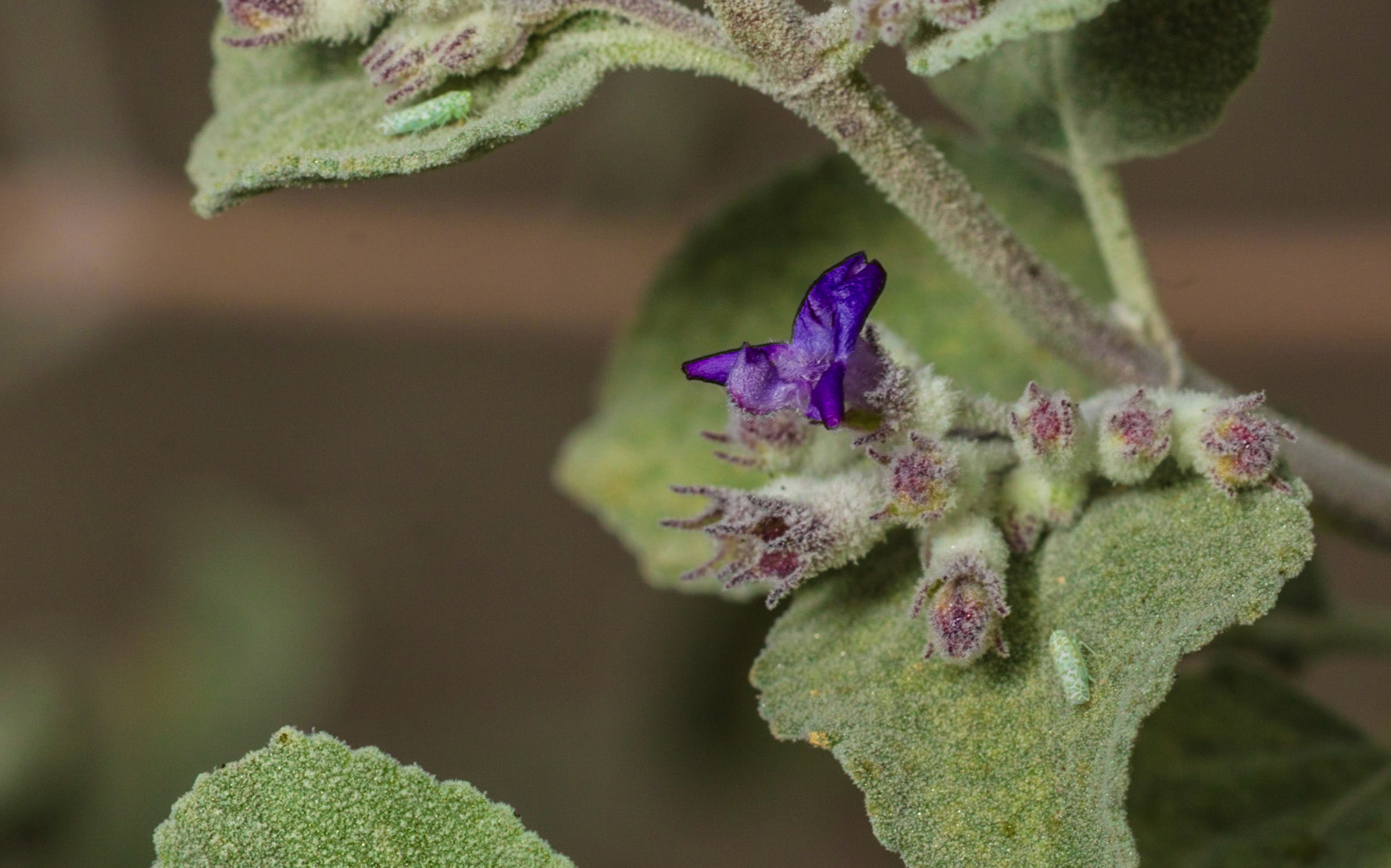 Desert Lavender (Hyptis emoryi)
