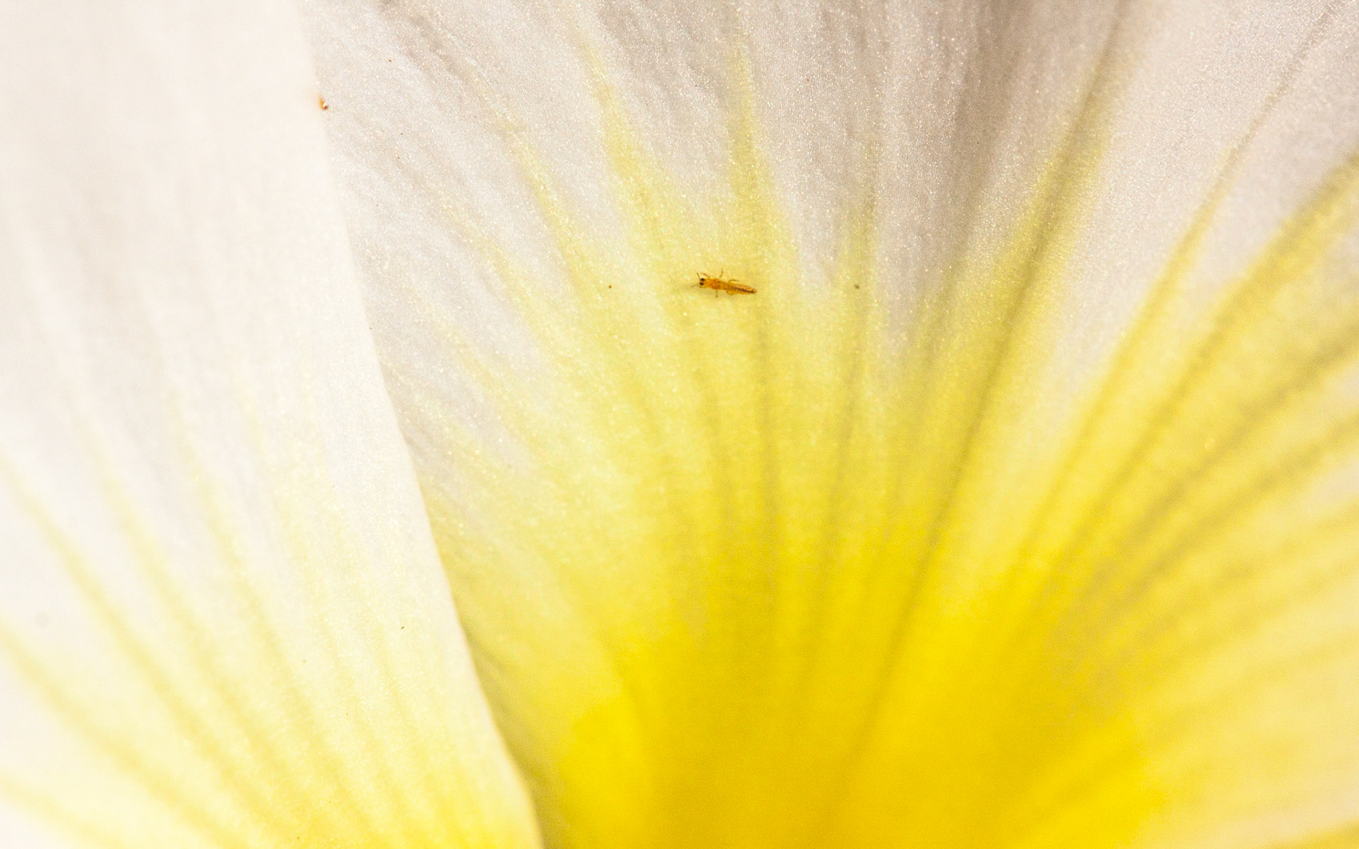 Dune Primrose (Oenothera deltoides)