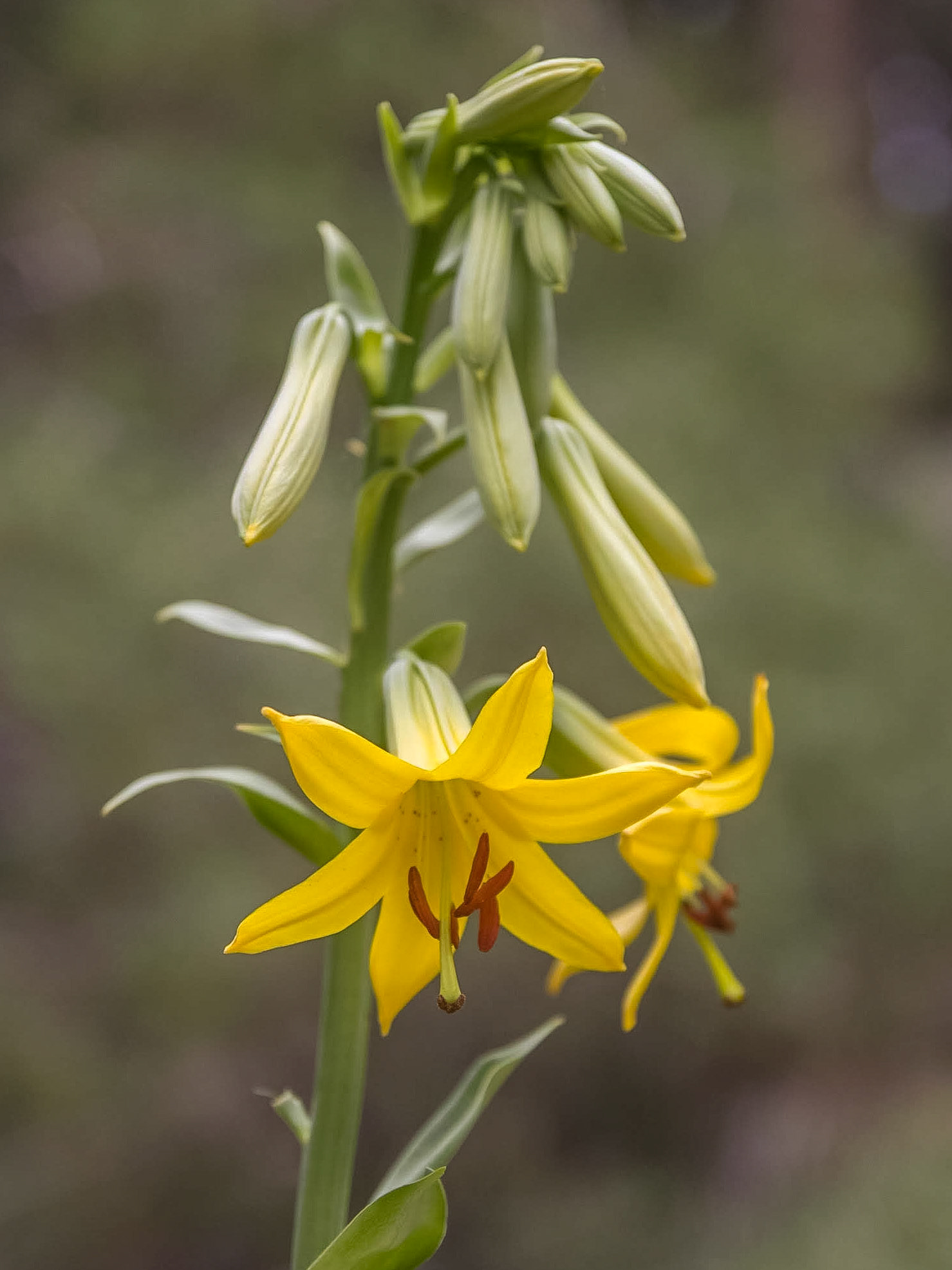Lemon Lily (Lilium parryi)