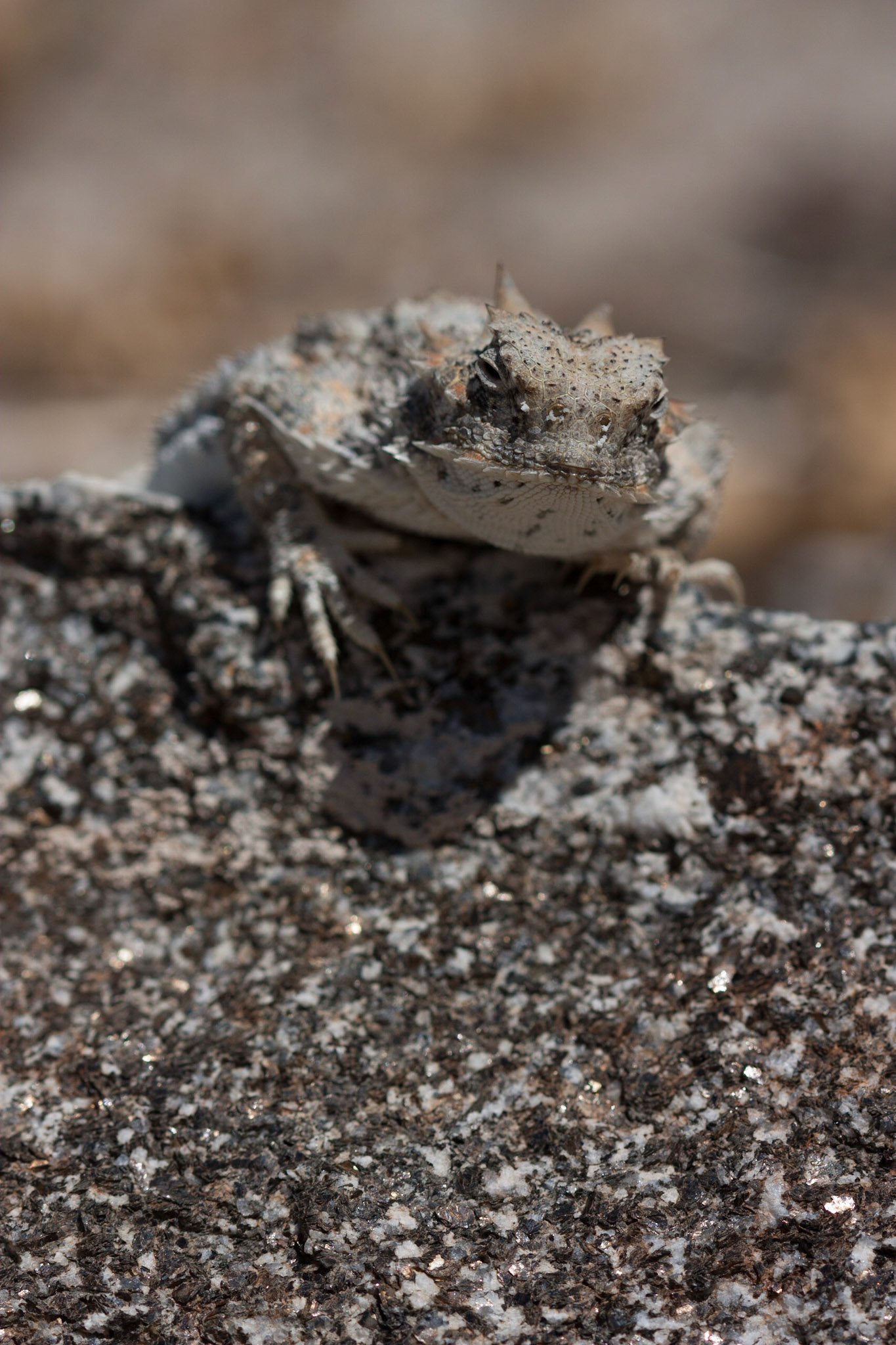 Desert Horned Lizard (Phrynosoma platyrhinos)