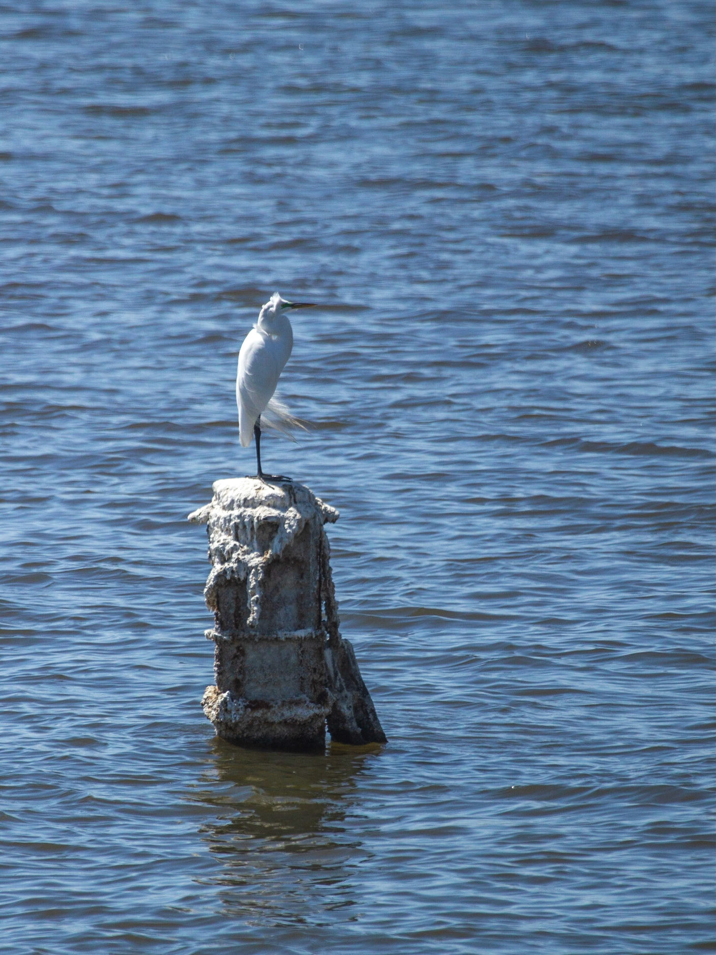 Great Egret (Ardea alba)