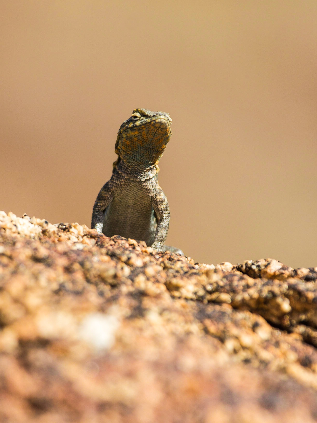 Common Side-blotched Lizard (Uta stansburiana)