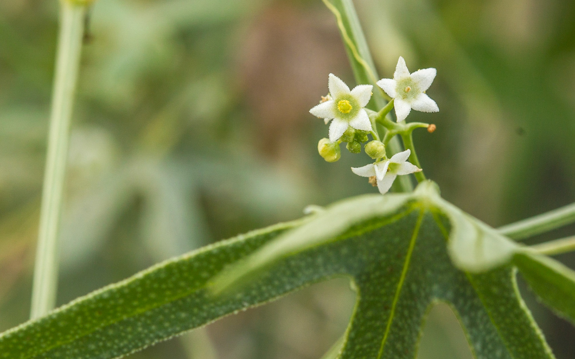 Desert Starvine (Brandegea bigelovii)