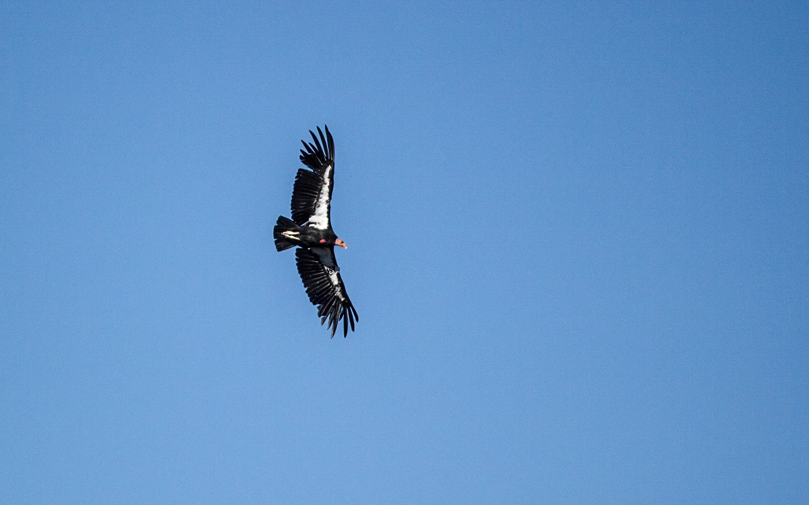 California Condor (Gymnogyps californianus)