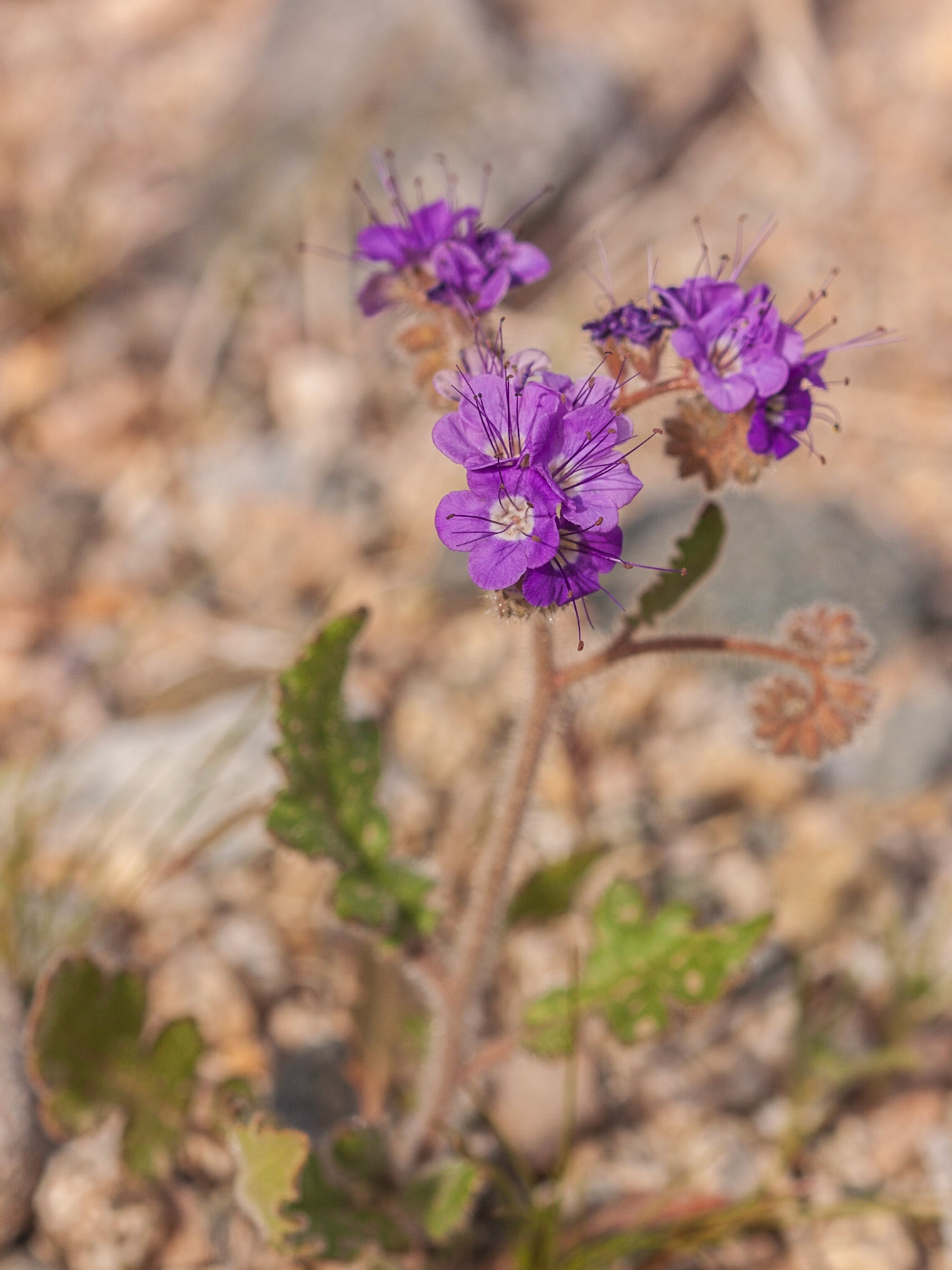 Notch-leaved Phacelia (Phacelia crenulata)