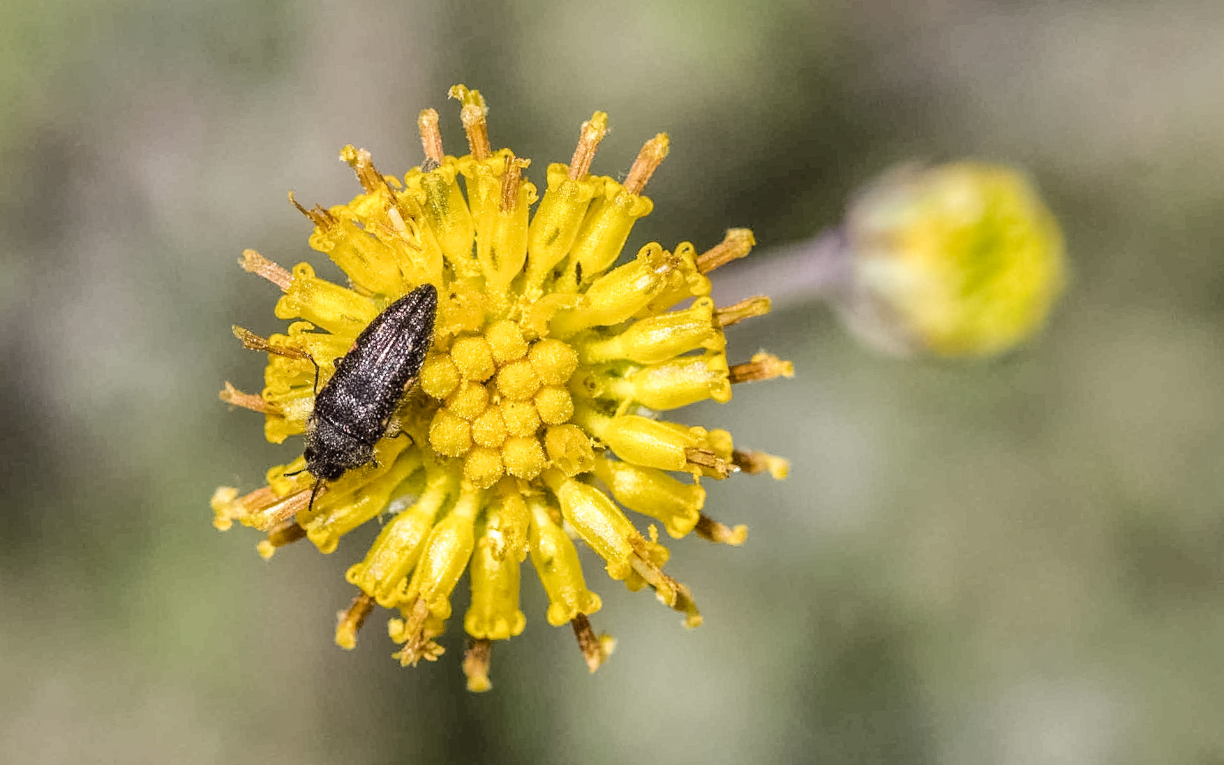 Columbia Cutleaf (Hymenopappus filifolius)