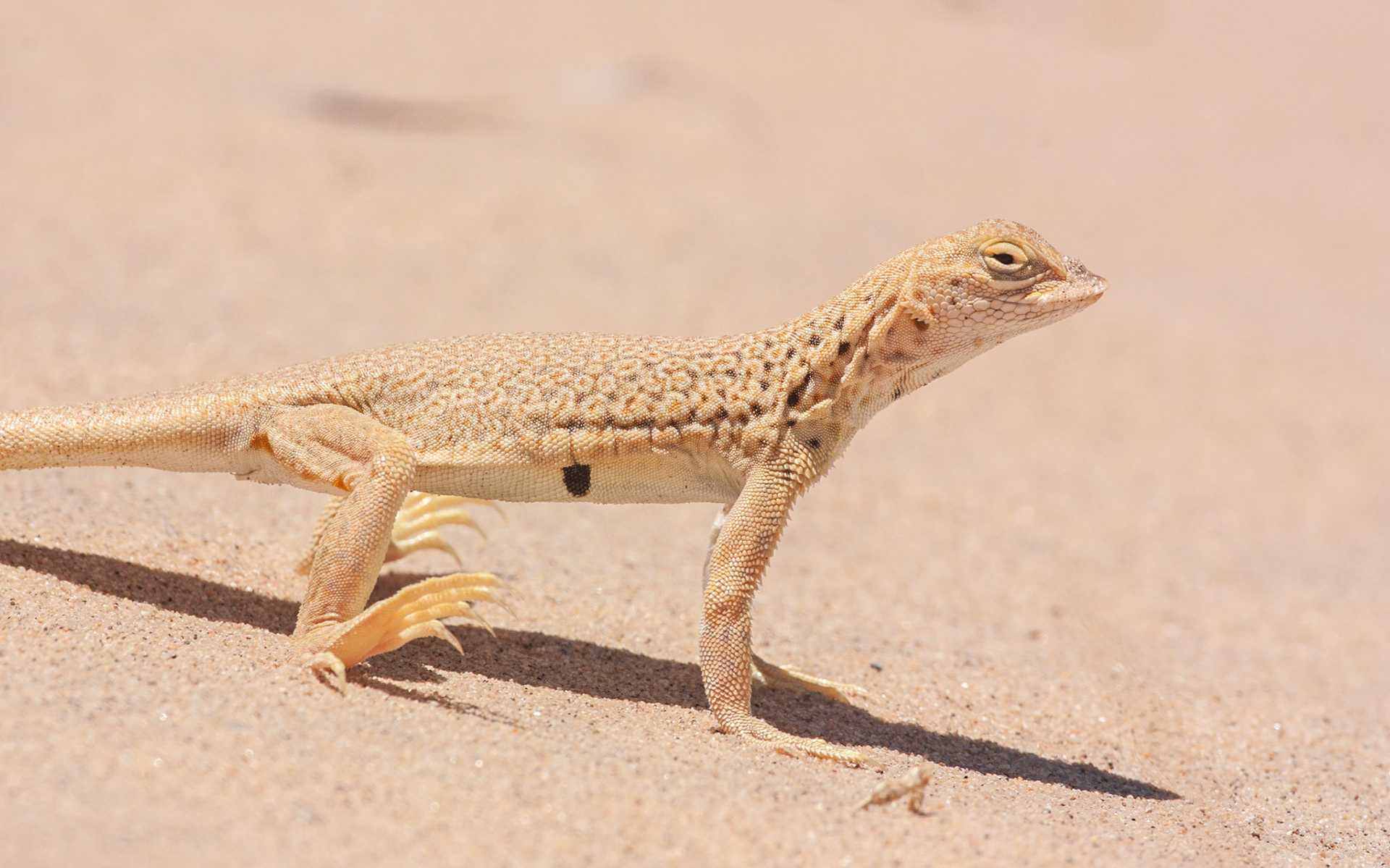 Mojave Fringe-toed Lizard (Uma scoparia)