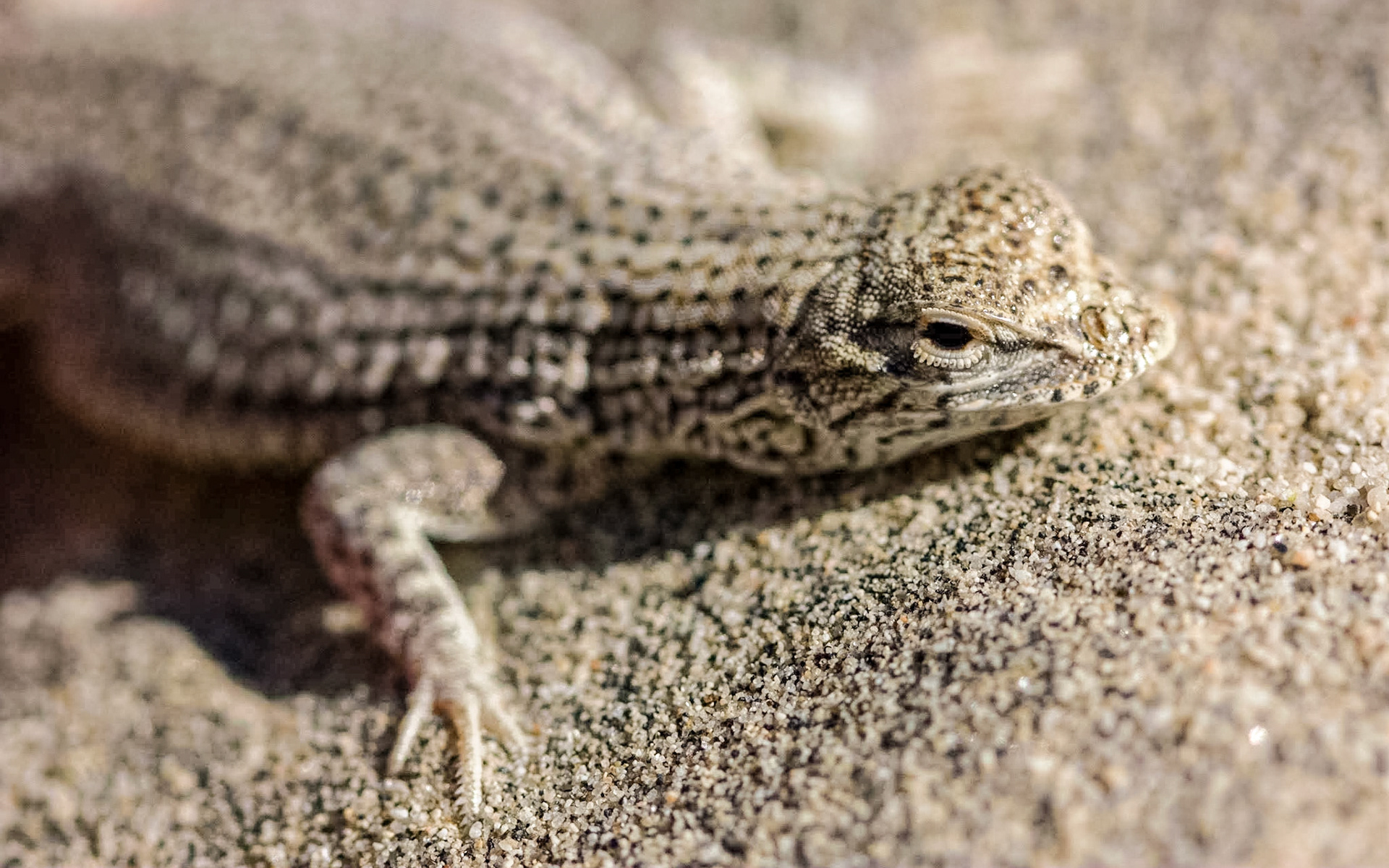Coachella Valley Fringe-toed Lizard (Uma inornata)