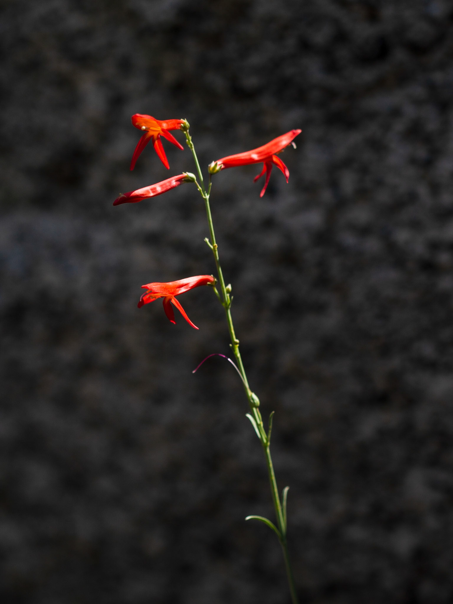 San Gabriel Beardtongue (Penstemon labrosus)