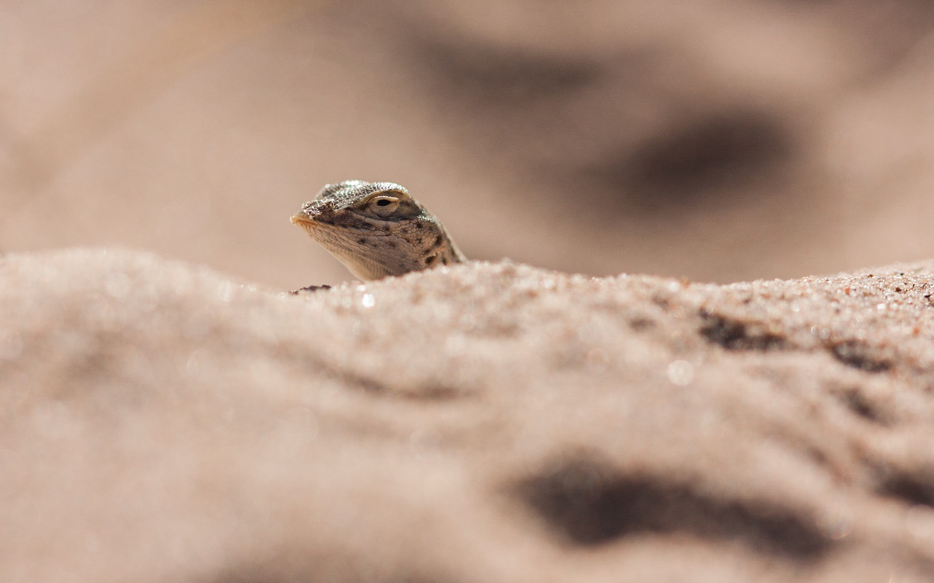 Mojave Fringe-toed Lizard (Uma scoparia)