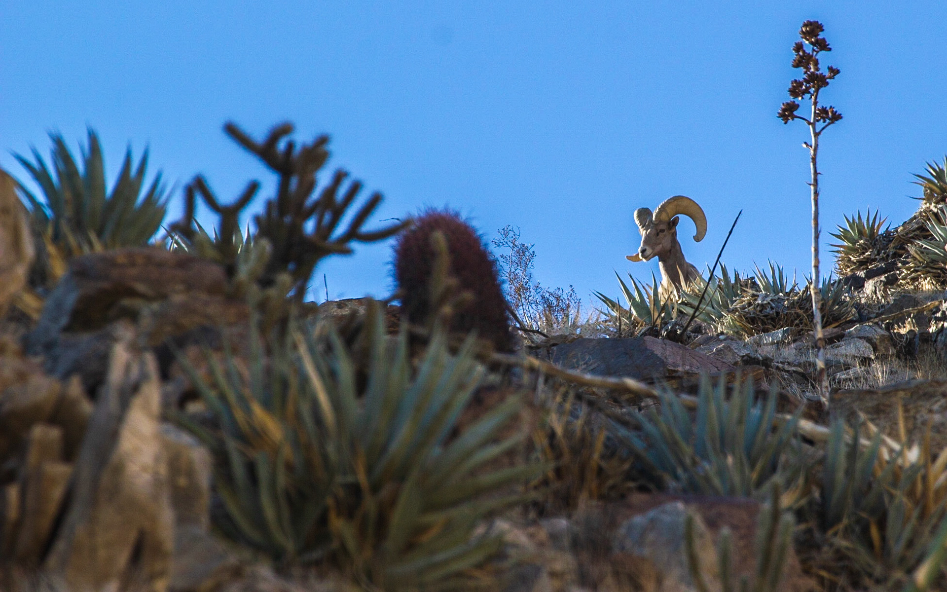 Bighorn Sheep (Ovis canadensis)