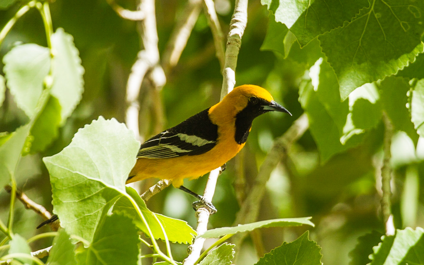 Hooded Oriole (Icterus cucullatus)