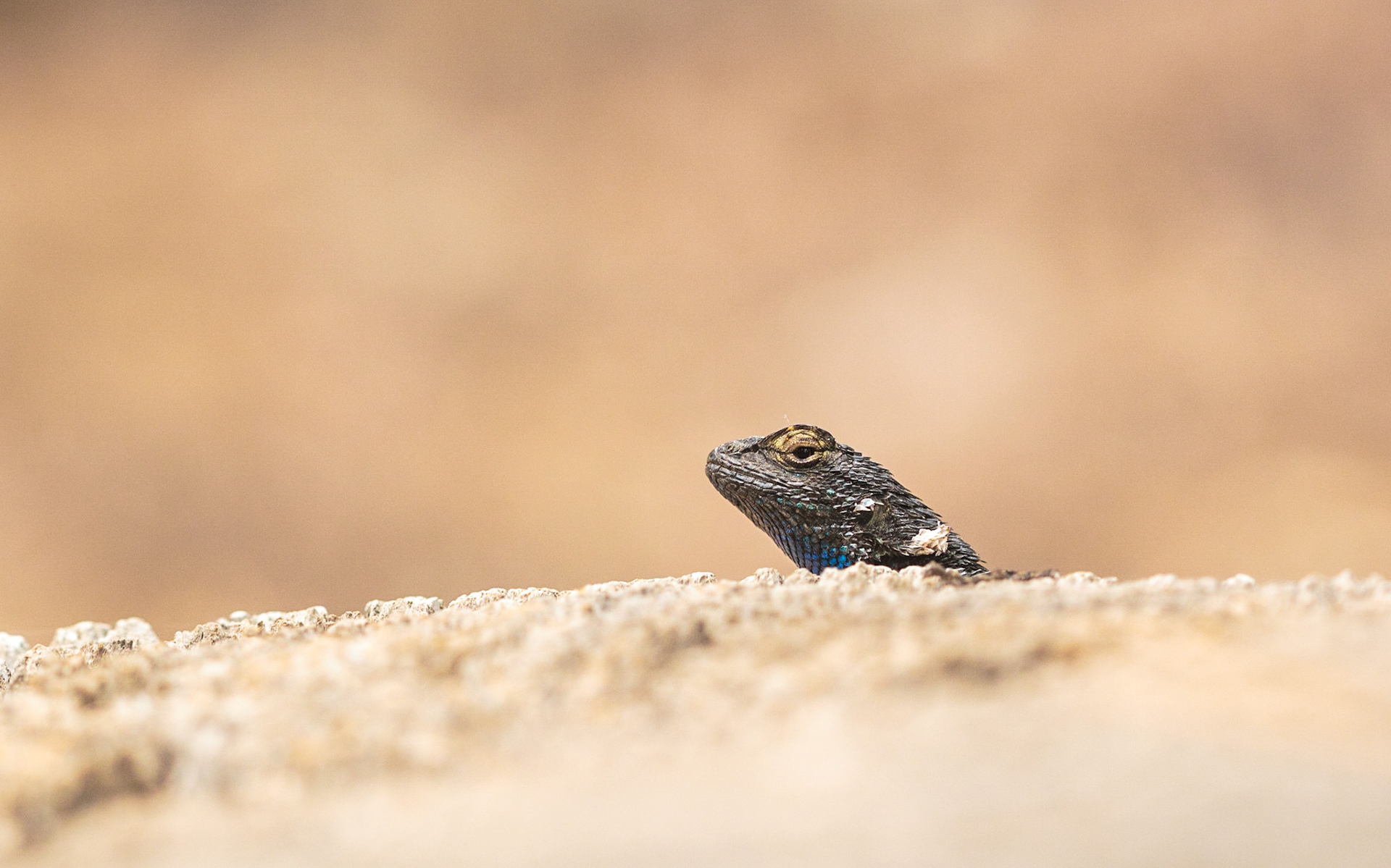 Western Fence Lizard (Sceloporus occidentalis)