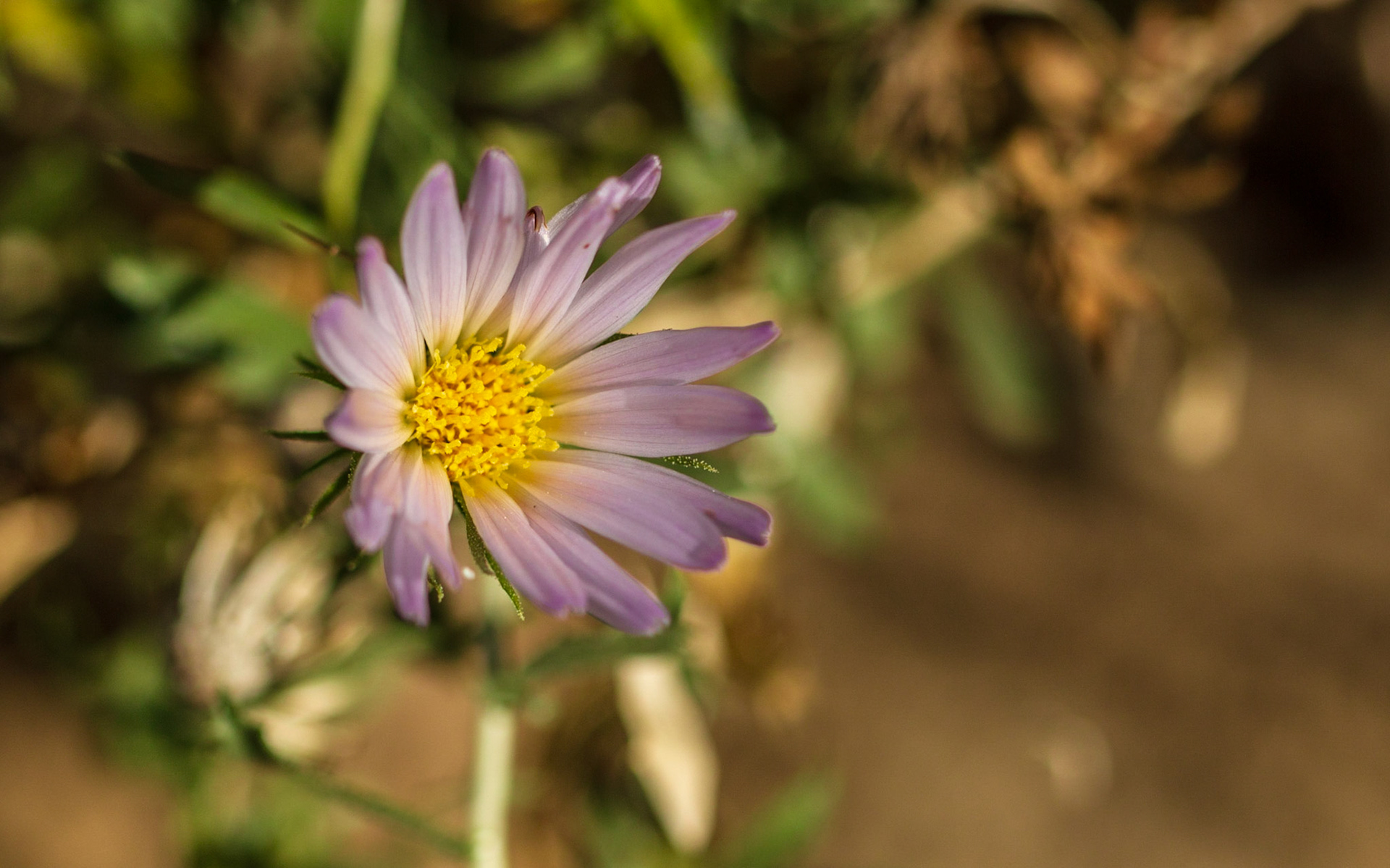 Mecca Aster (Xylorhiza cognata)