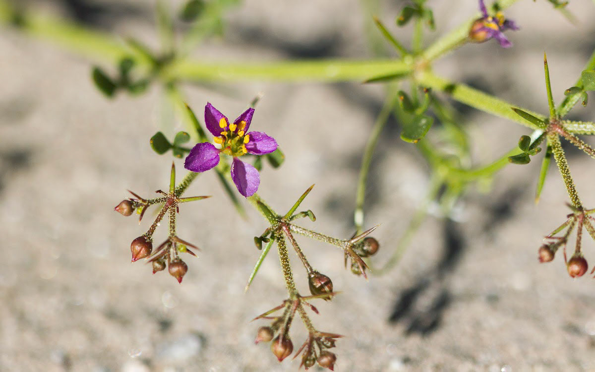Sticky Fagonia (Fagonia pachyacantha)