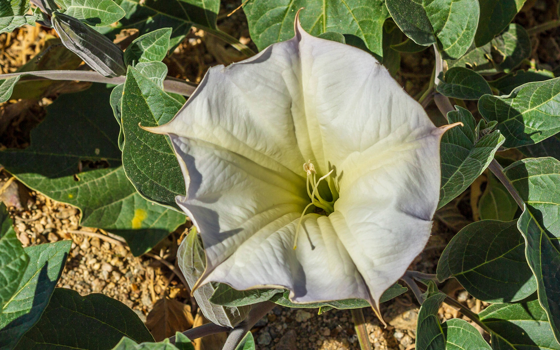 Jimsonweed (Datura wrightii)