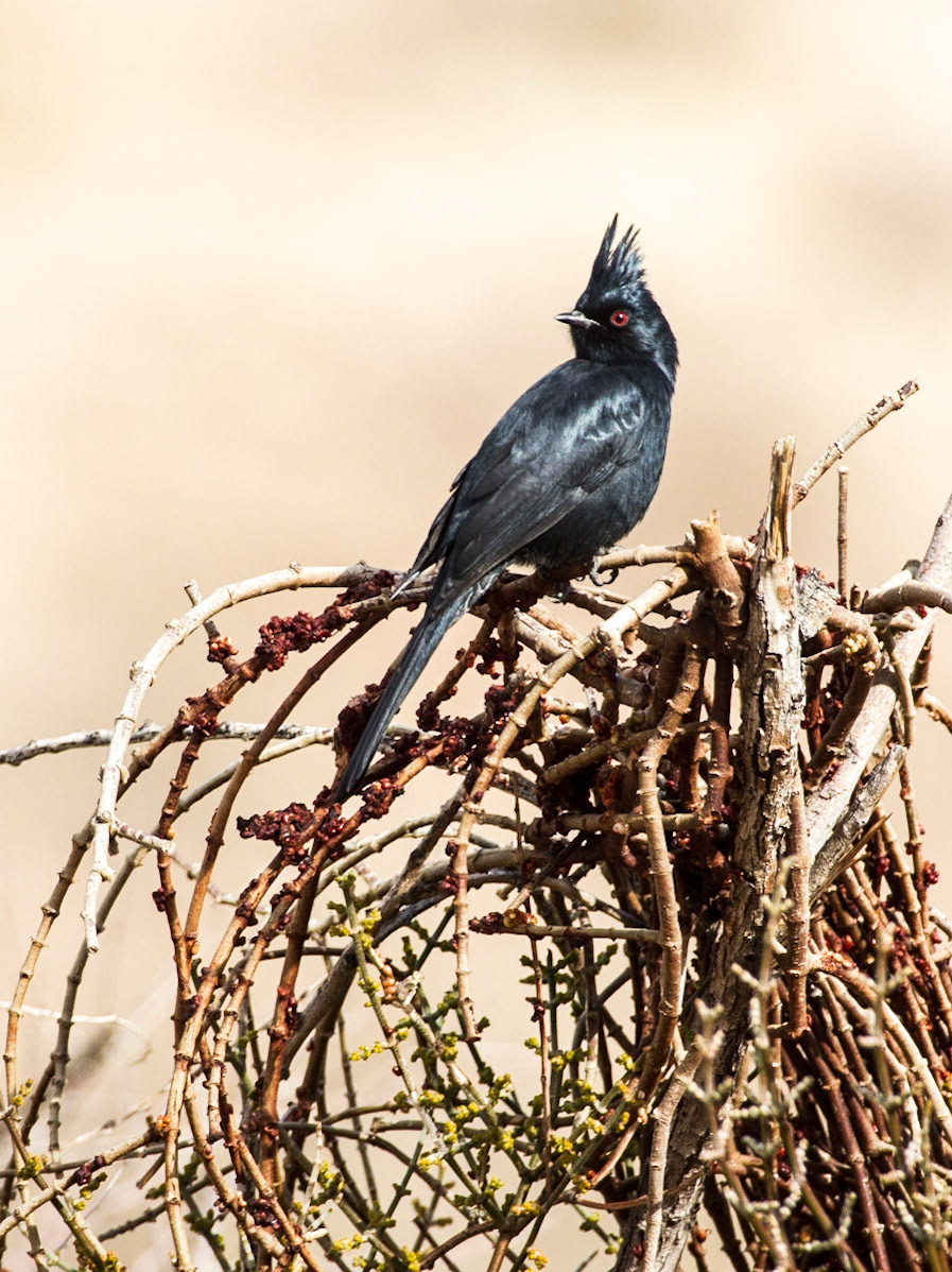 Phainopepla (Phainopepla nitens)