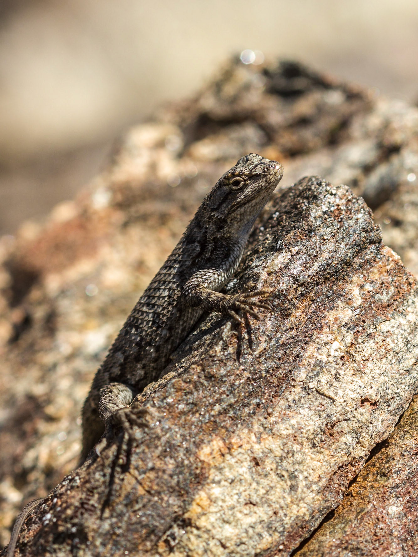 Western Fence Lizard (Sceloporus occidentalis)