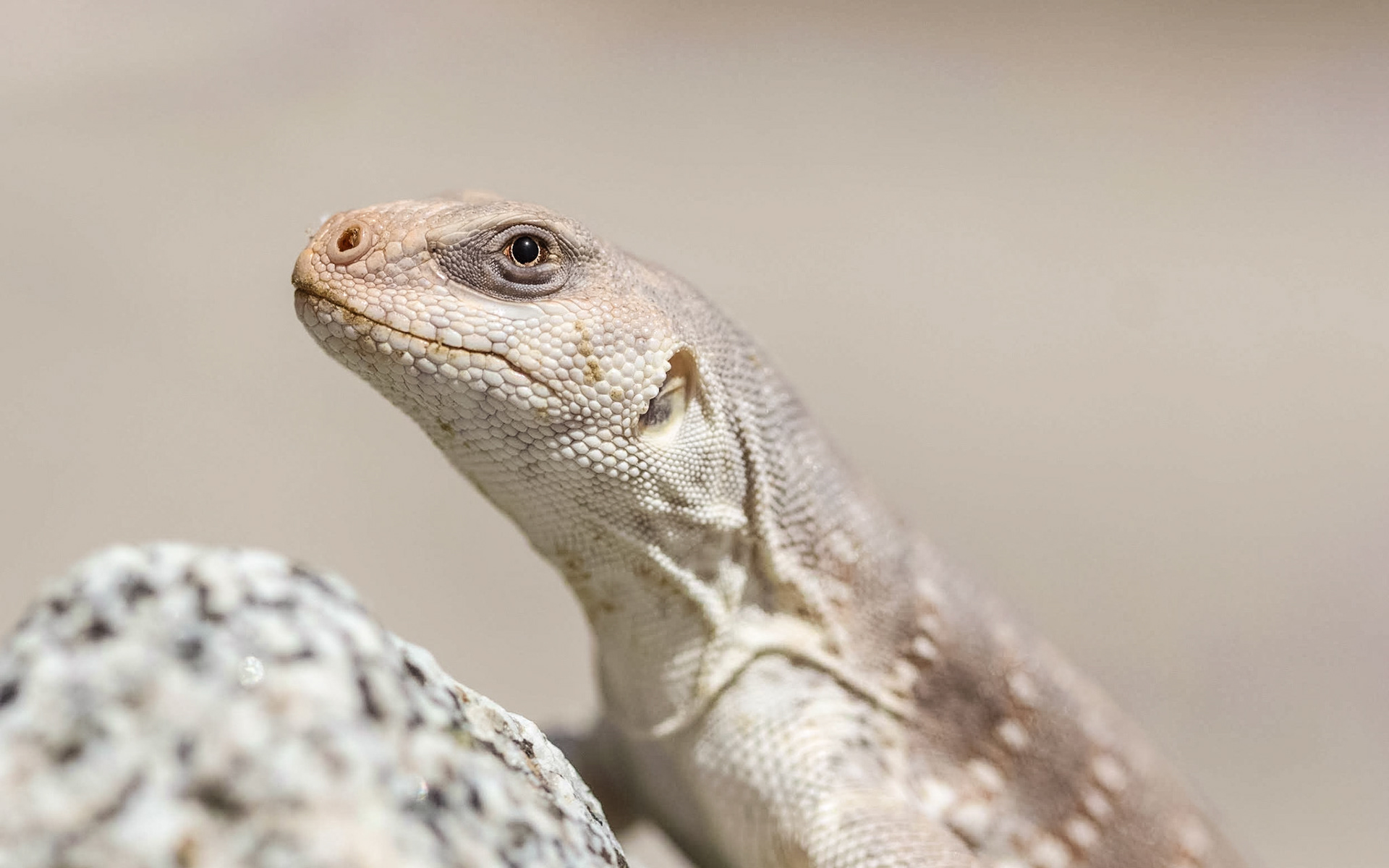 Desert Iguana (Dipsosaurus dorsalis)