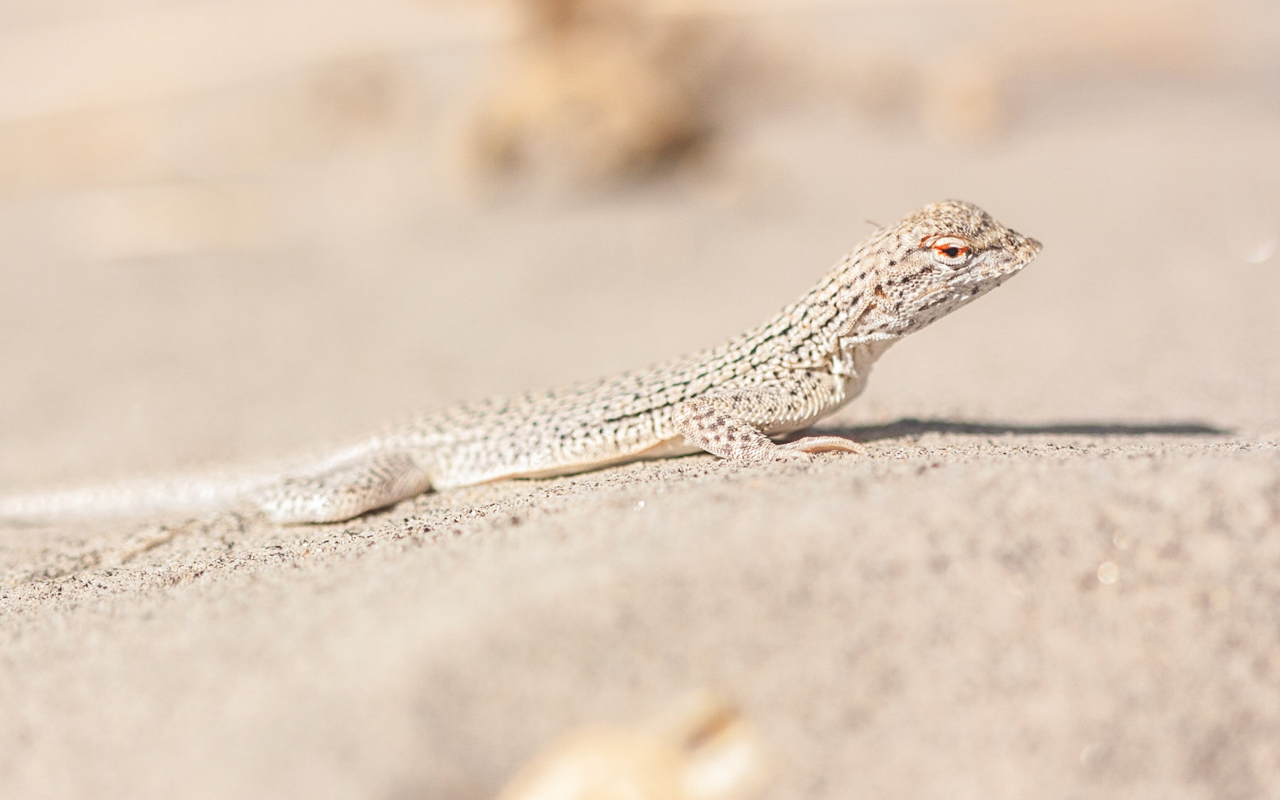 Coachella Valley Fringe-toed Lizard (Uma inornata)
