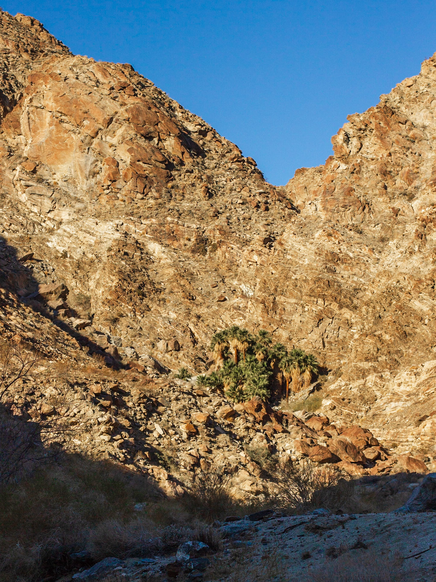 California Fan Palm (Washingtonia filifera)