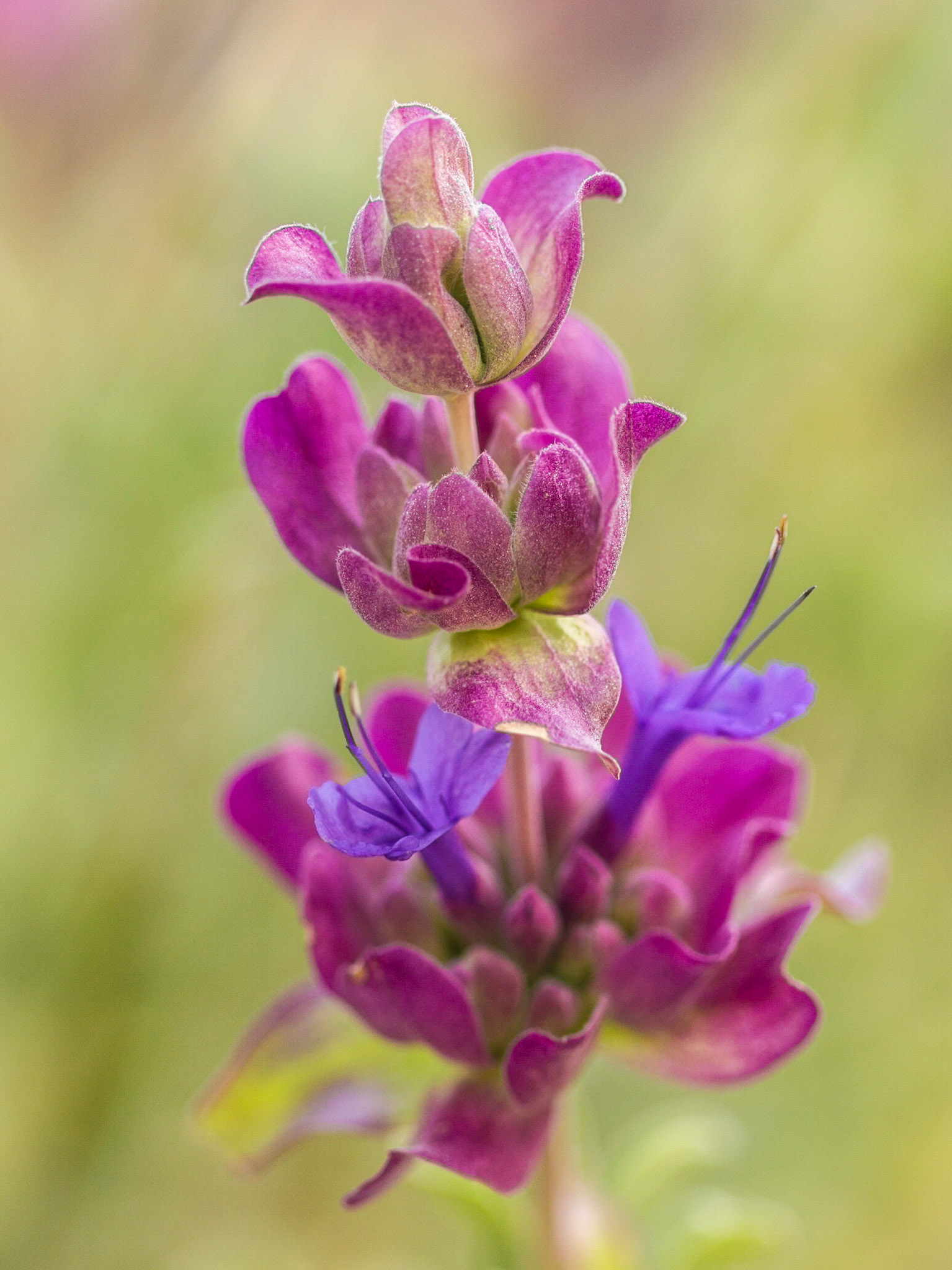 Purple Sage (Salvia dorrii)