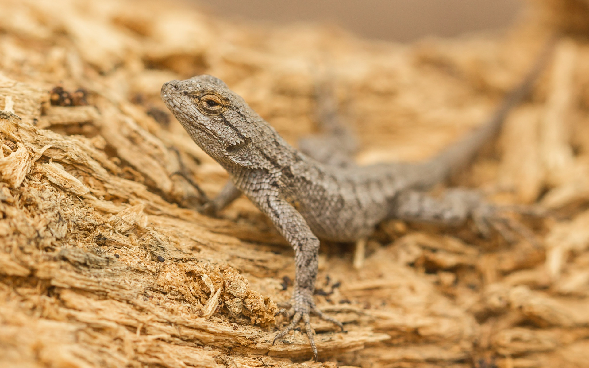 Western Fence Lizard (Sceloporus occidentalis)