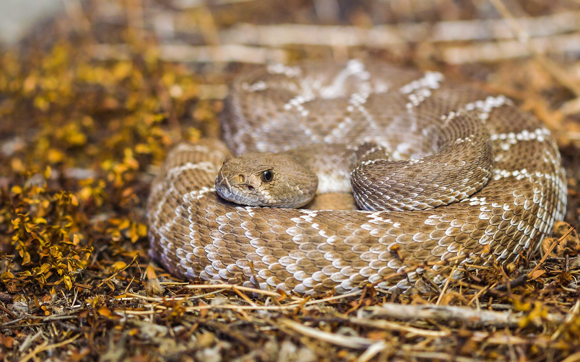 Red Diamond Rattlesnake (Crotalus ruber)