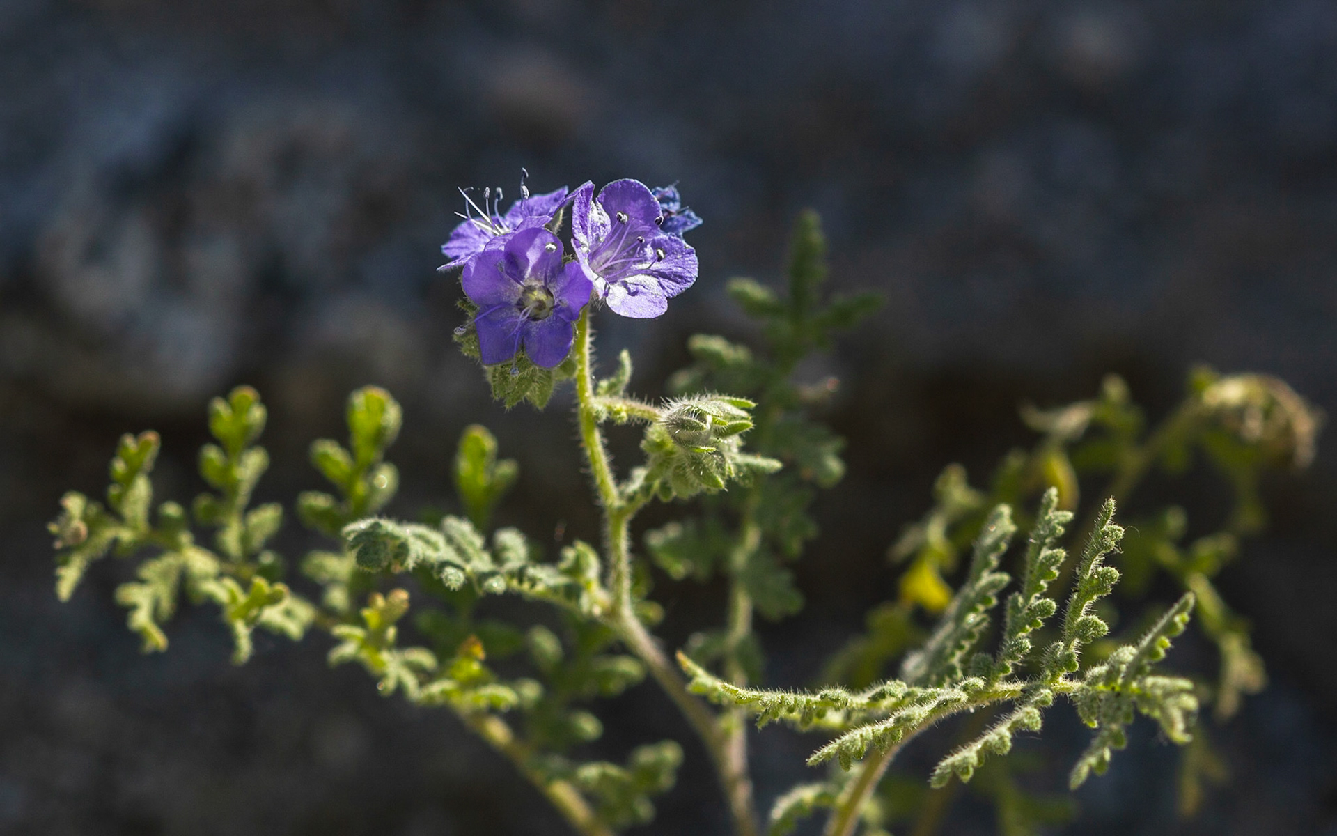 Wild Heliotrope (Phacelia distans)