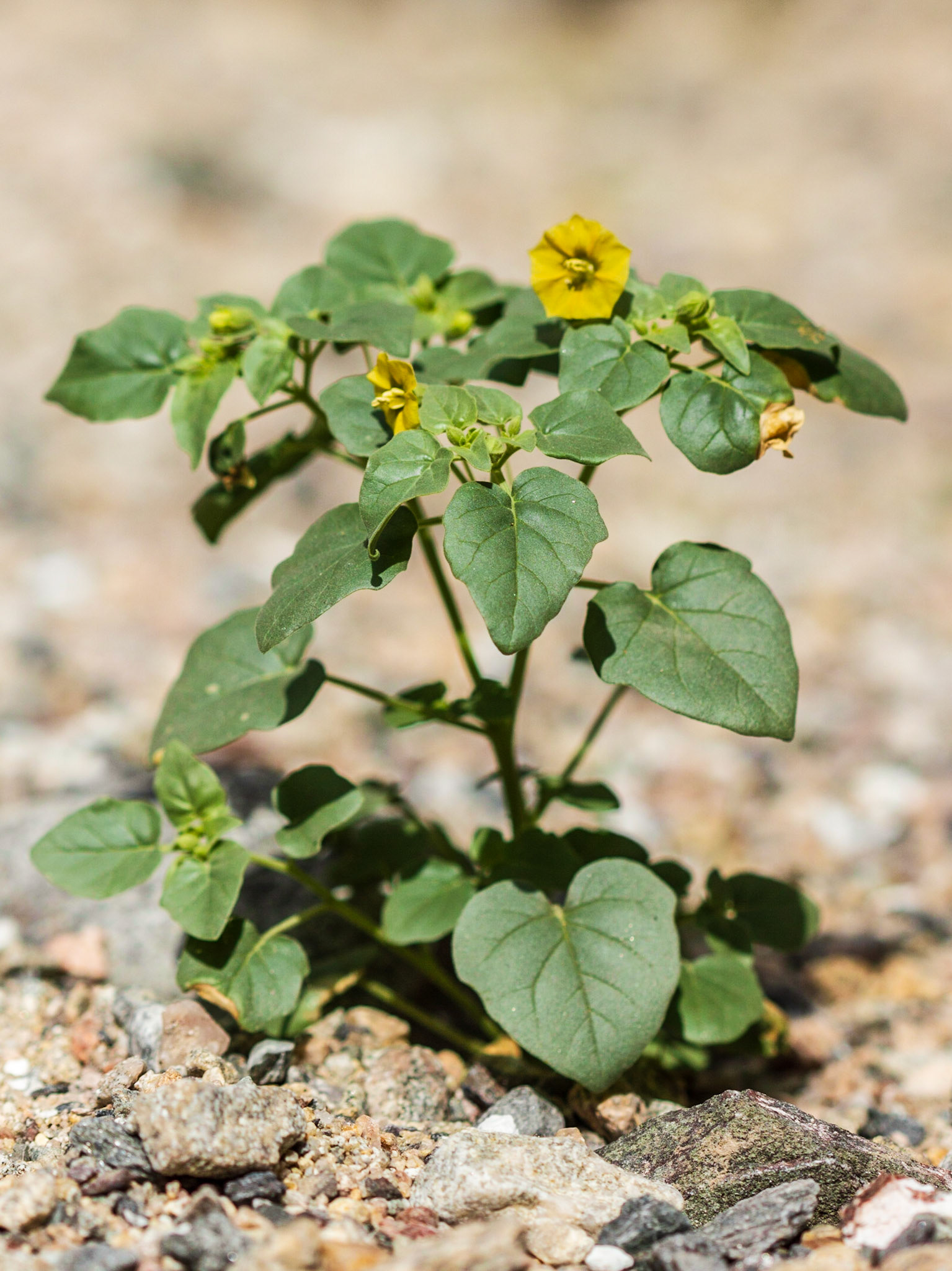 Thick-leafed Groundcherry (Physalis crassifolia)