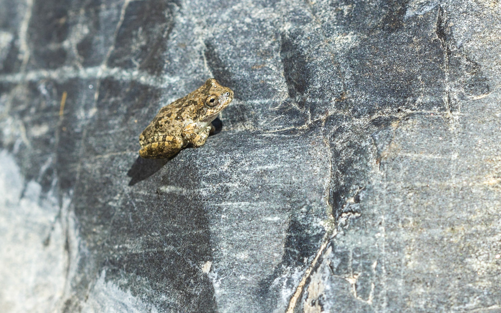California Treefrog (Pseudacris cadaverina)