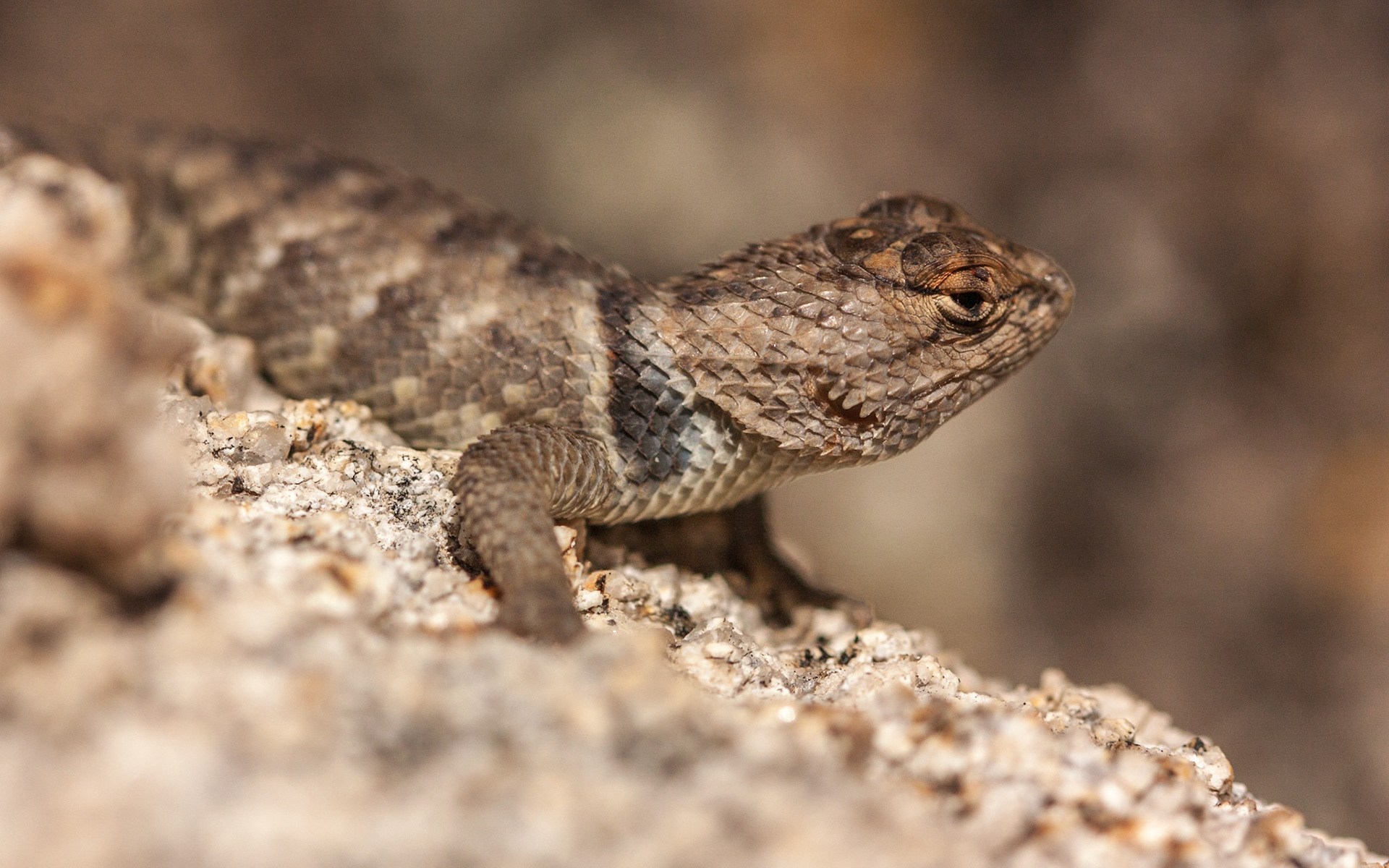 Yellow-backed Spiny Lizard (Sceloporus uniformis)