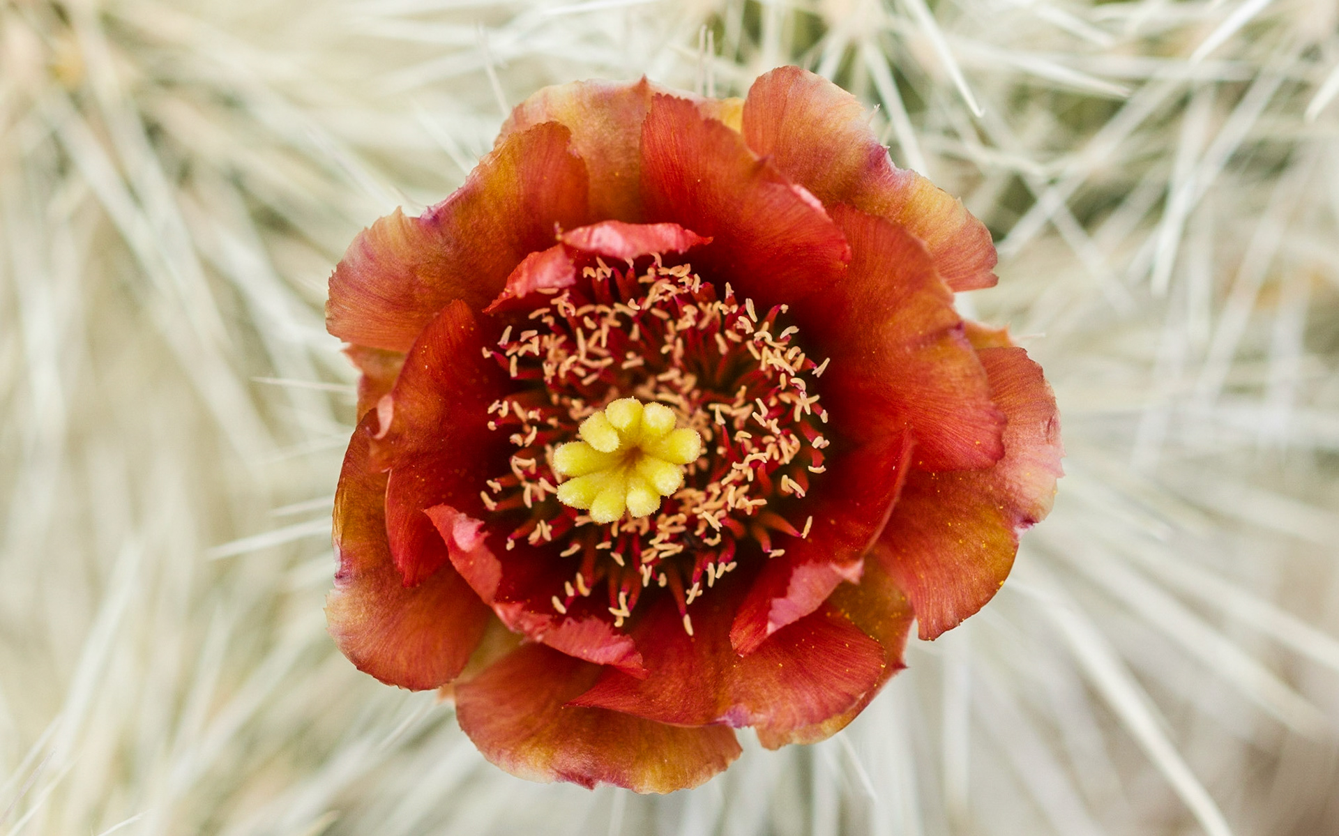Chuckwalla Cholla (Cylindropuntia chuckwallensis)