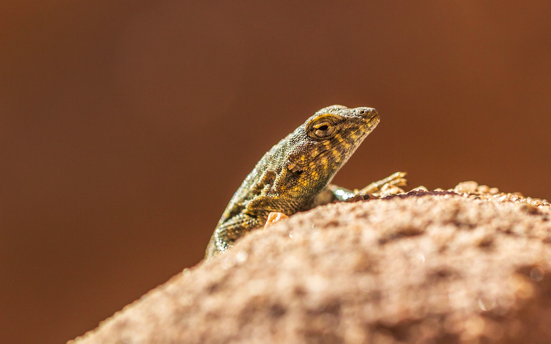 Common Side-blotched Lizard (Uta stansburiana)