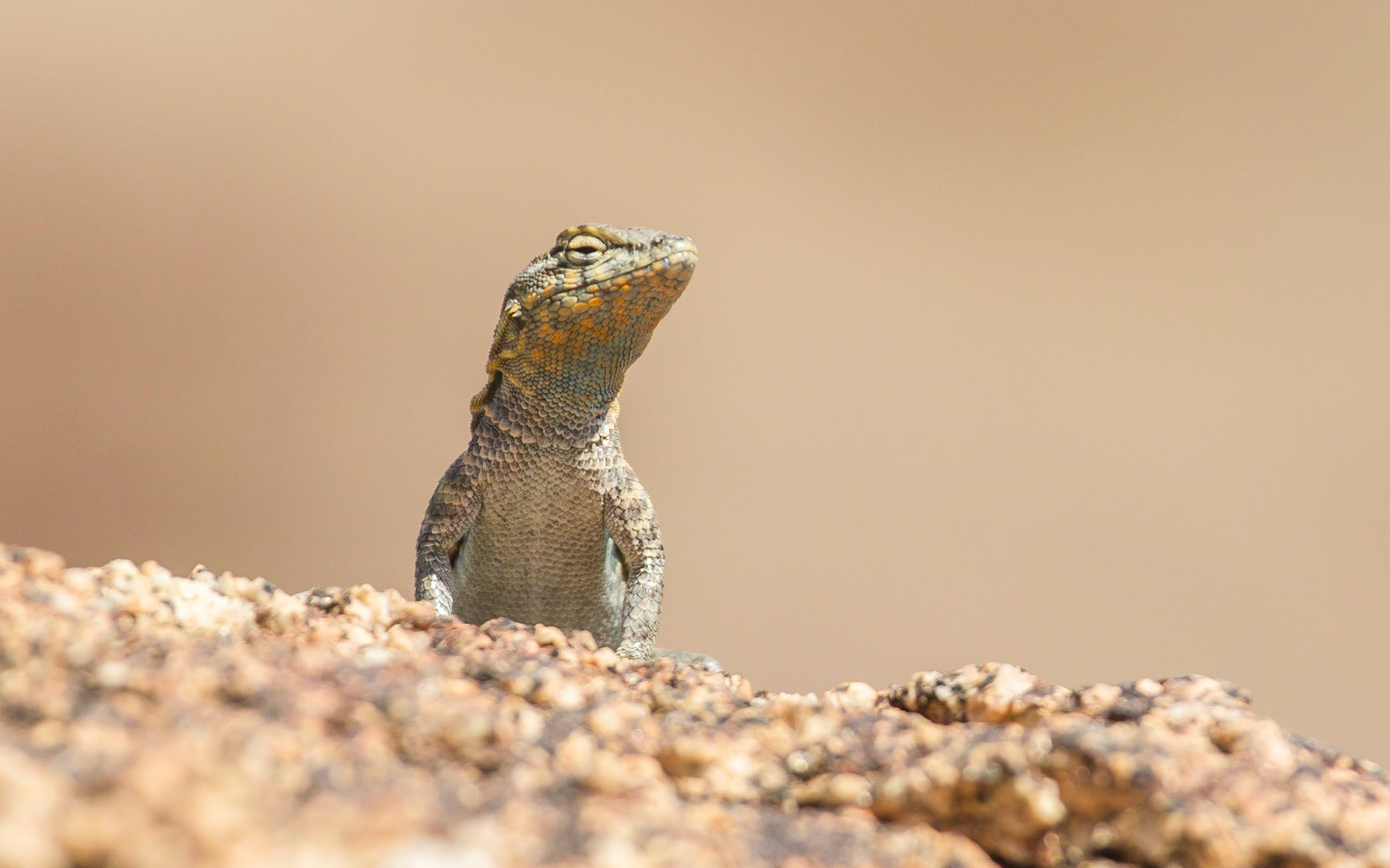 Common Side-blotched Lizard (Uta stansburiana)
