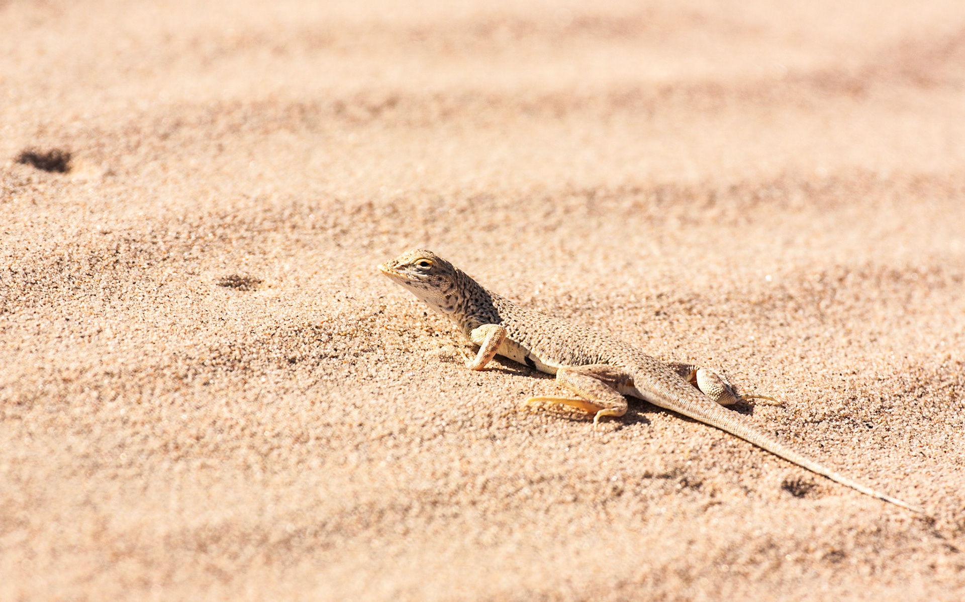 Mojave Fringe-toed Lizard (Uma scoparia)