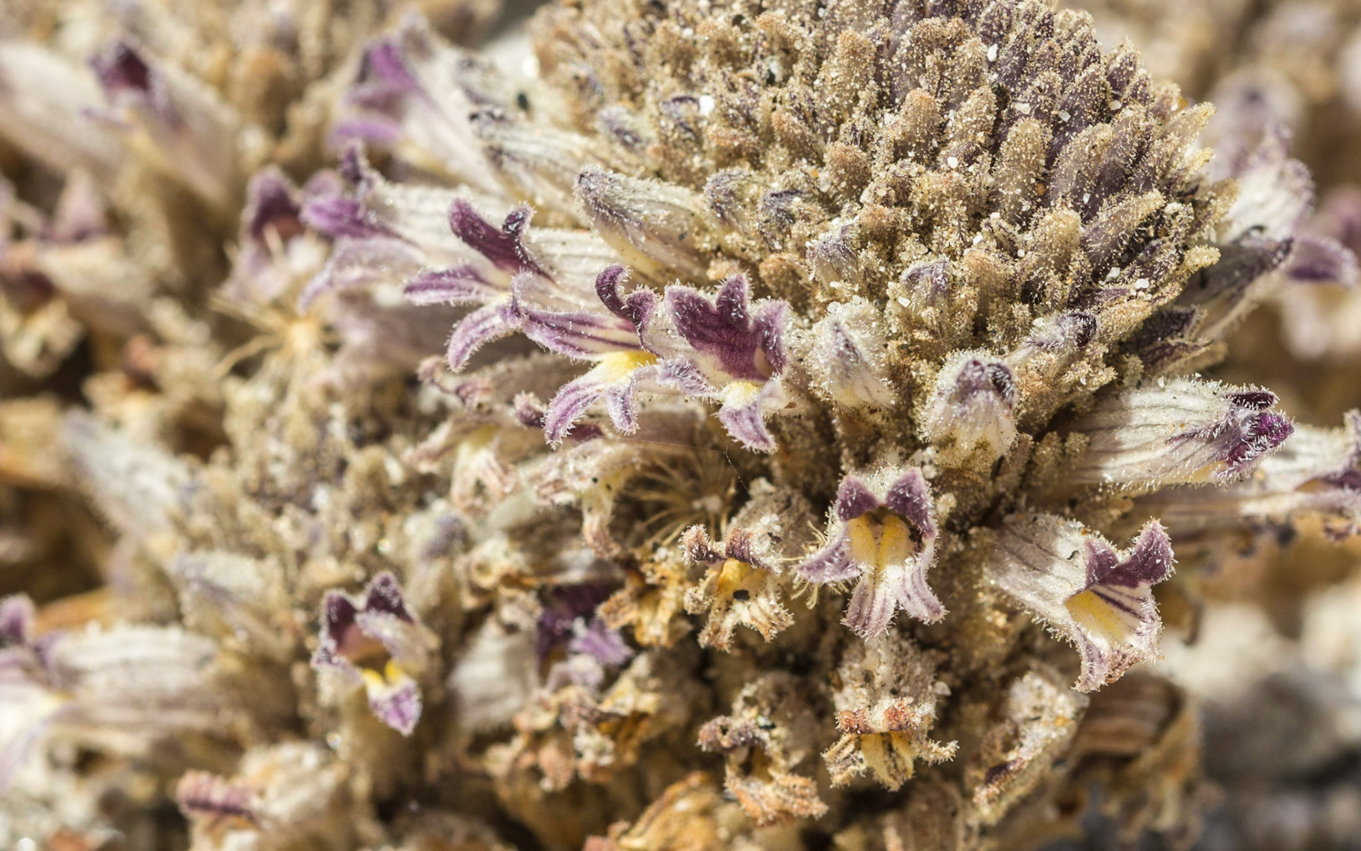 Broom-rape (Orobanche cooperi)