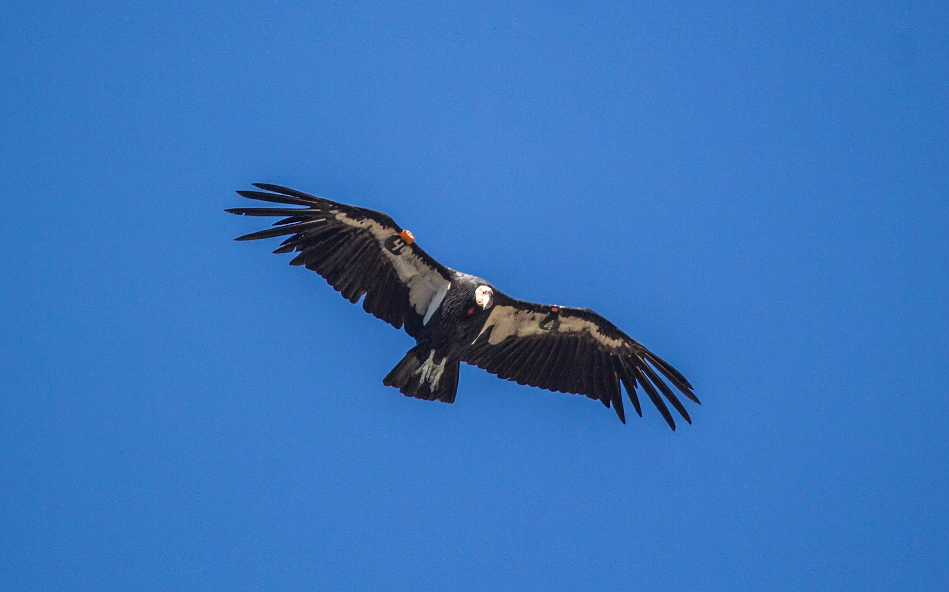 California Condor (Gymnogyps californianus)