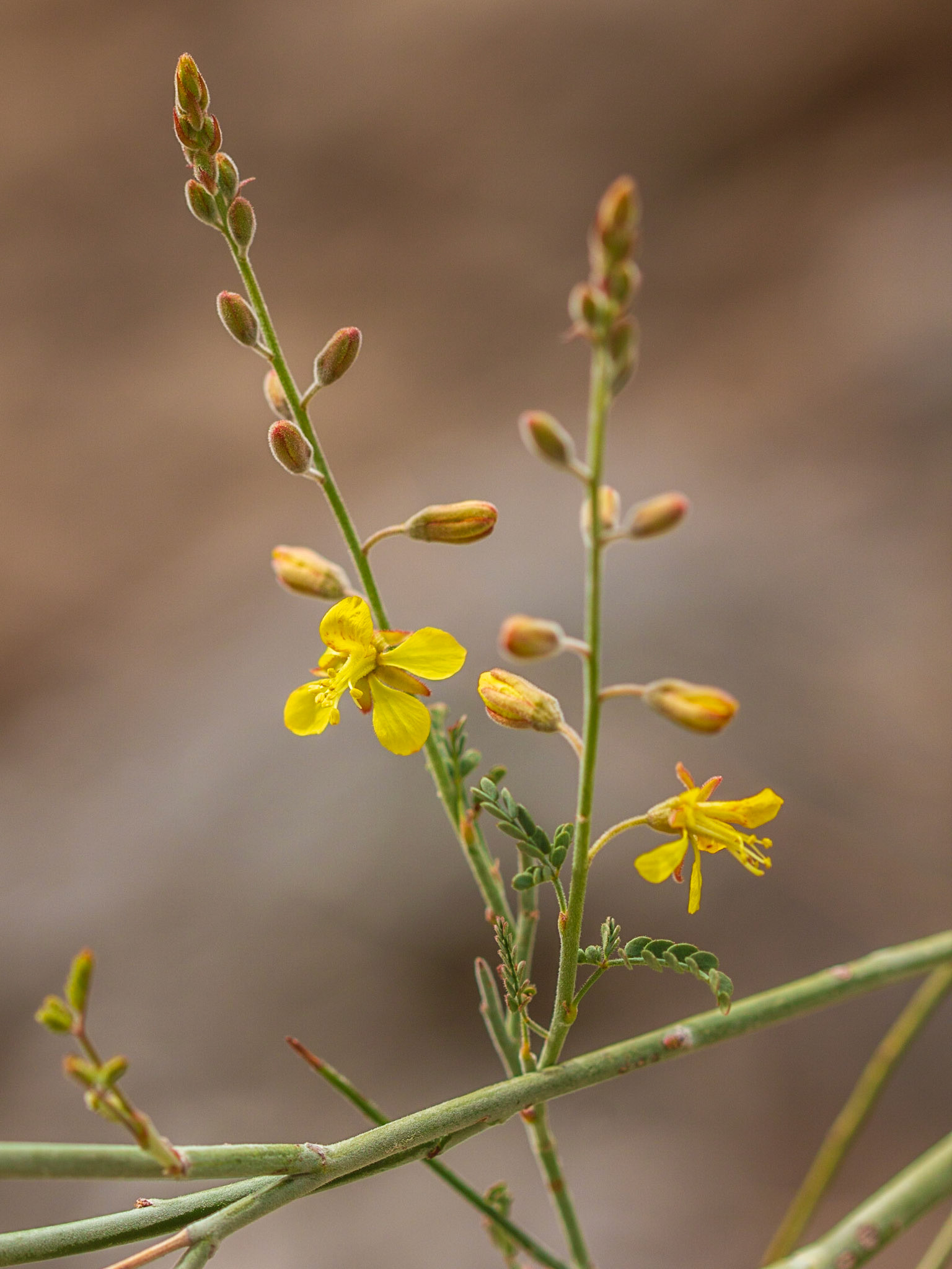 Wand Holdback (Hoffmannseggia microphylla)