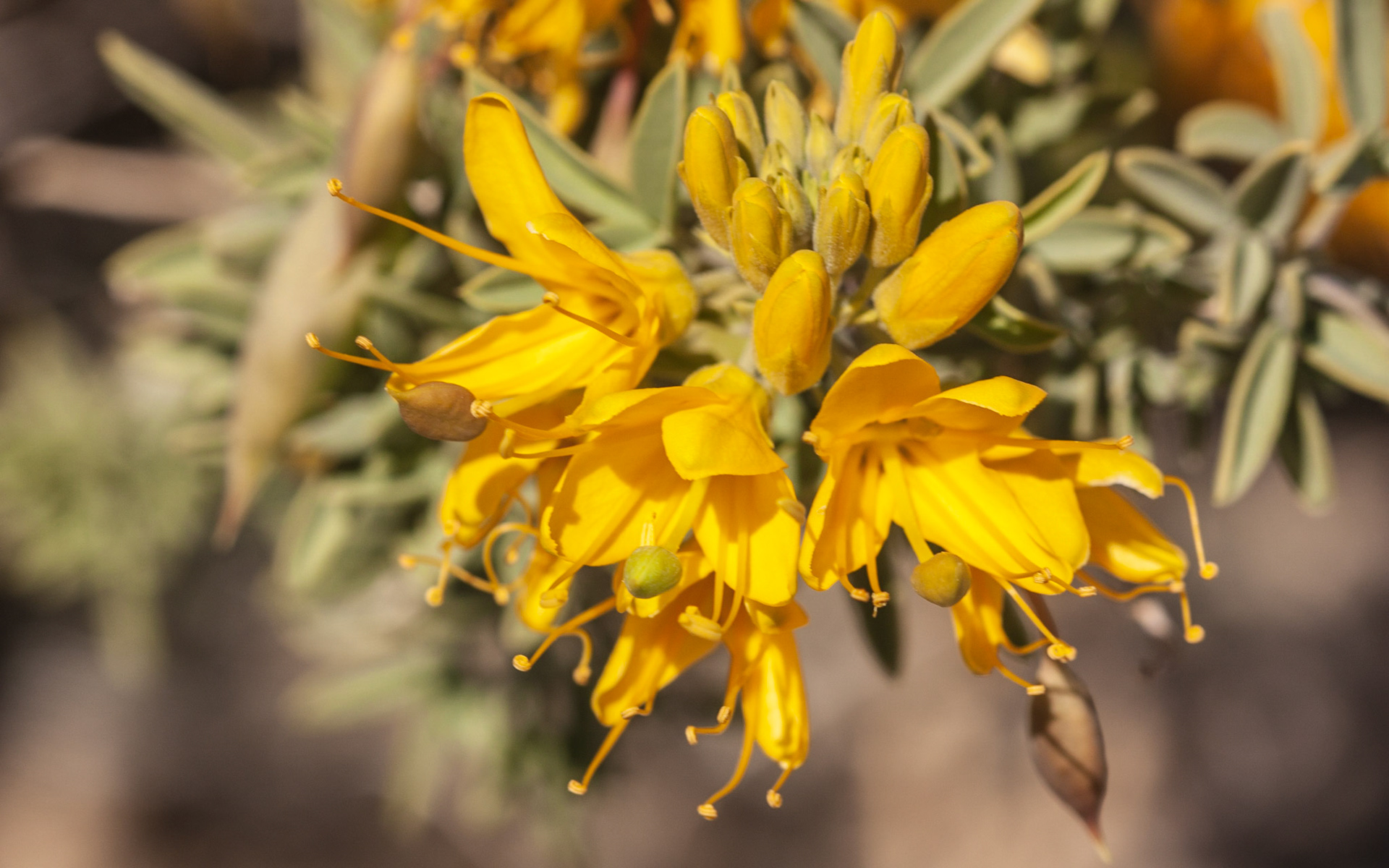 Bladderpod (Peritoma arborea)