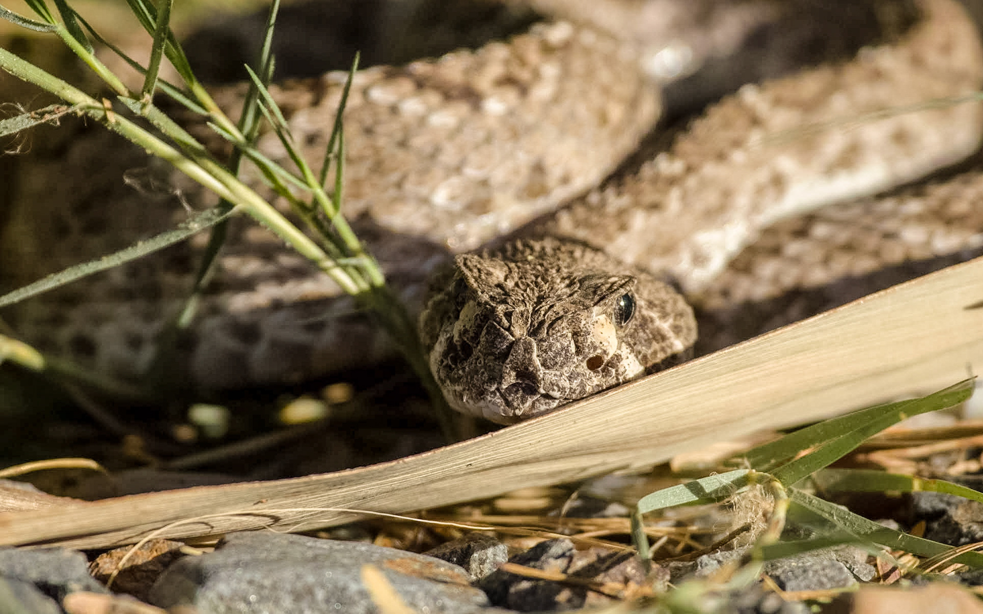Western Diamond-backed Rattlesnake (Crotalus atrox)