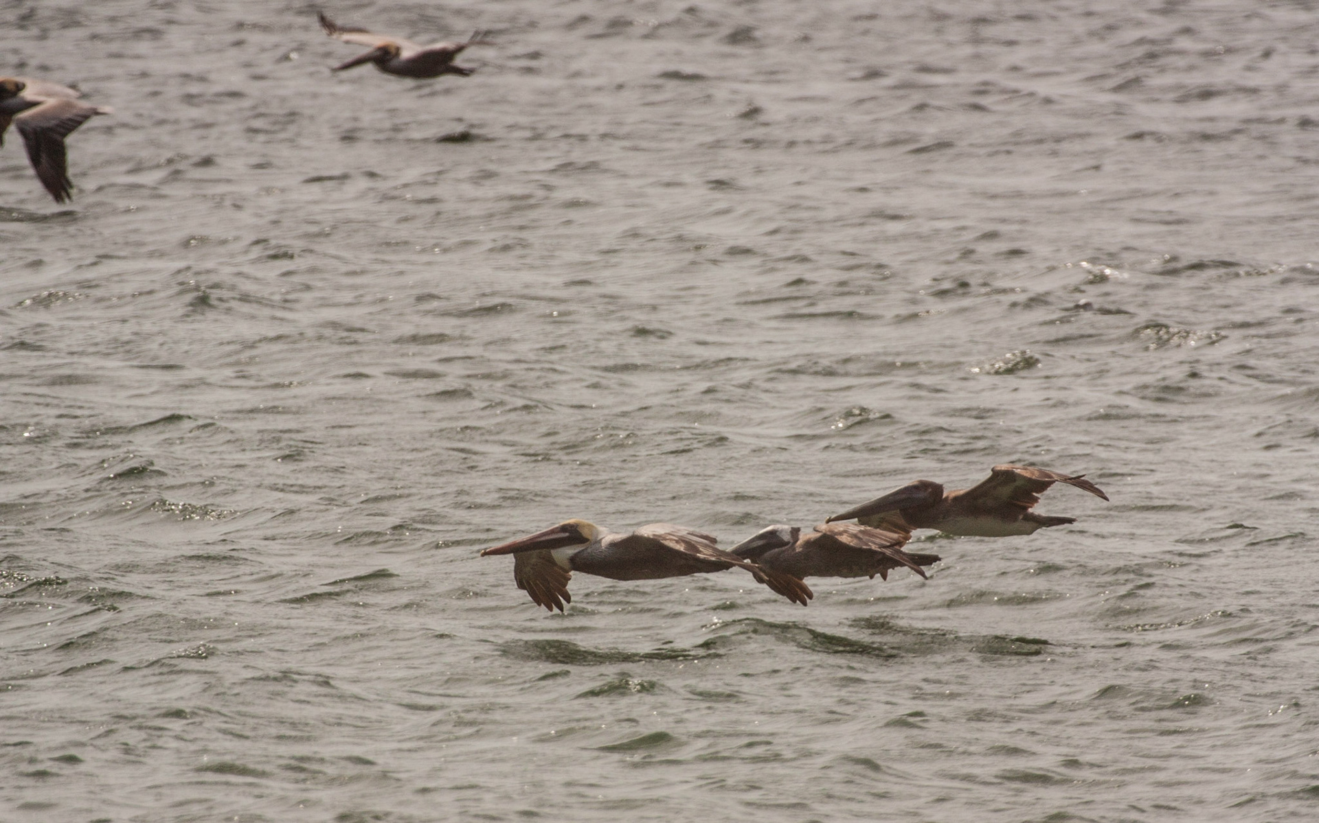 Brown Pelican (Pelecanus occidentalis)