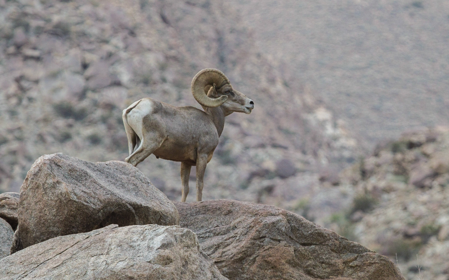 Bighorn Sheep (Ovis canadensis)